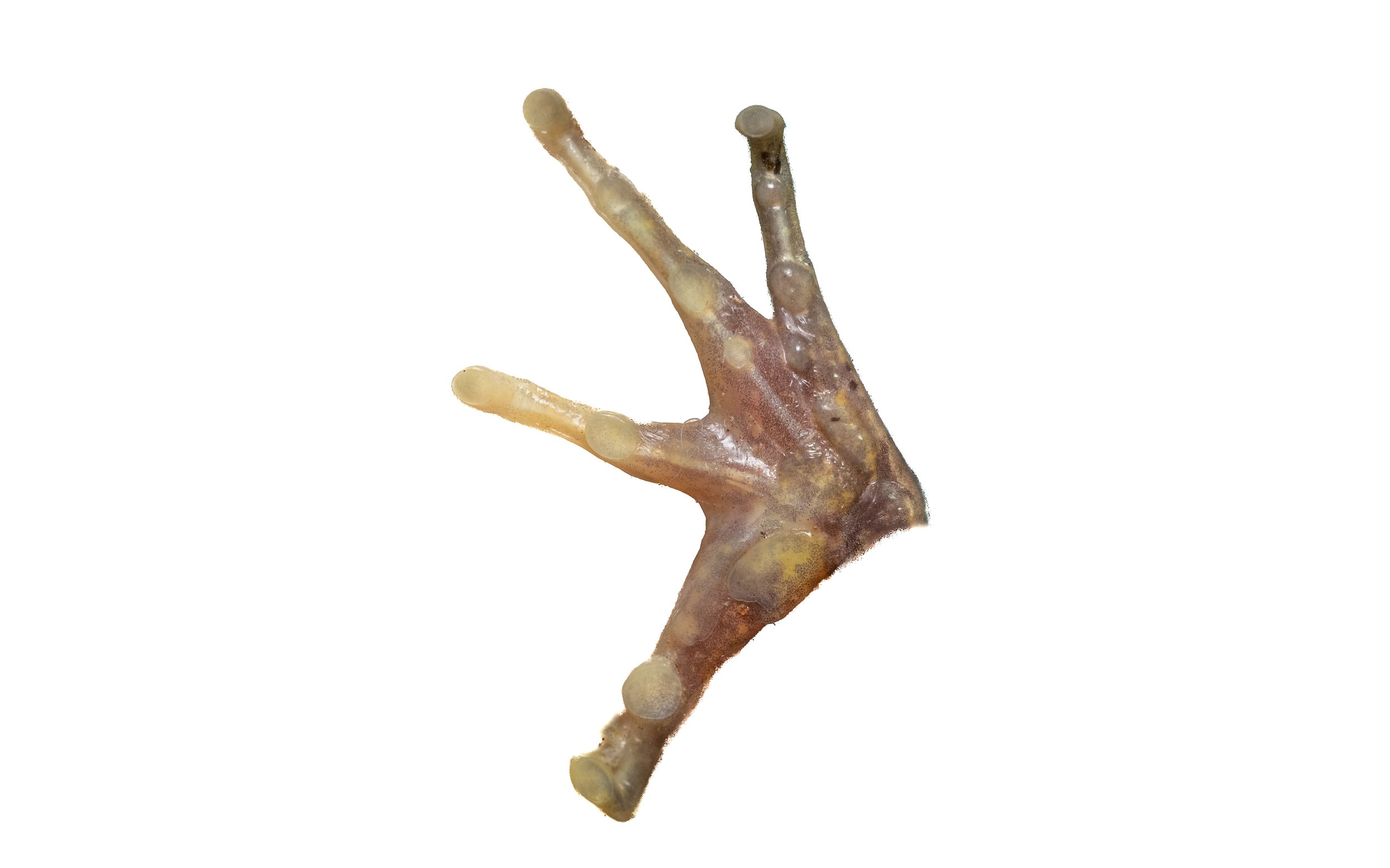 Gunther's Frog - Sylvirana guntheri