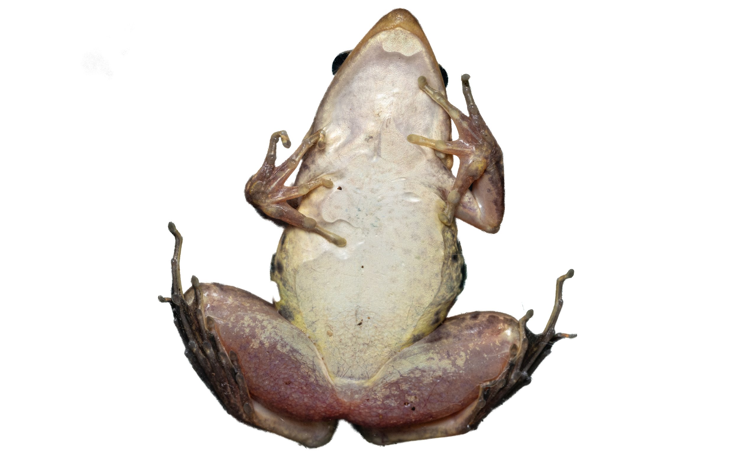 Gunther's Frog - Sylvirana guntheri