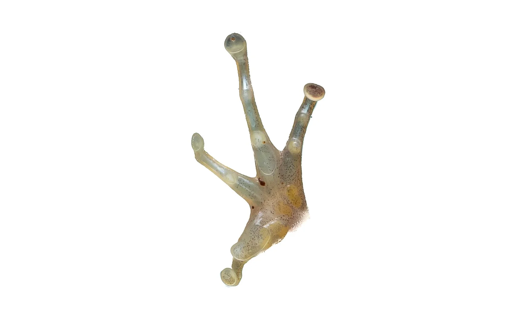 Two-striped Grass Frog - Hylarana taipehensis