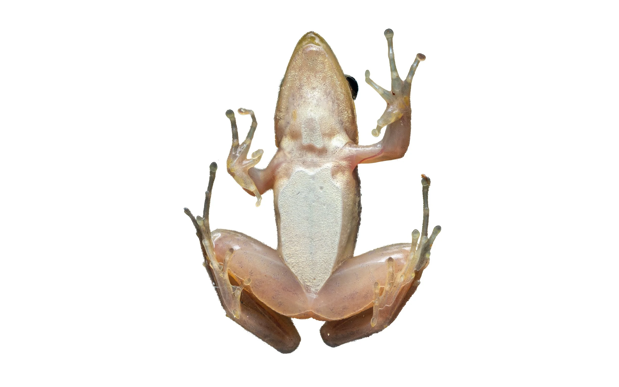 Two-striped Grass Frog - Hylarana taipehensis