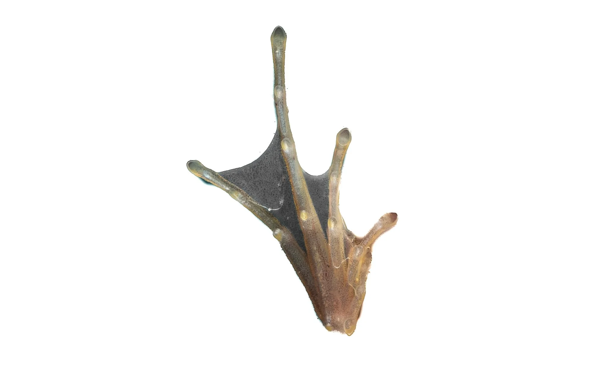 Two-striped Grass Frog - Hylarana taipehensis