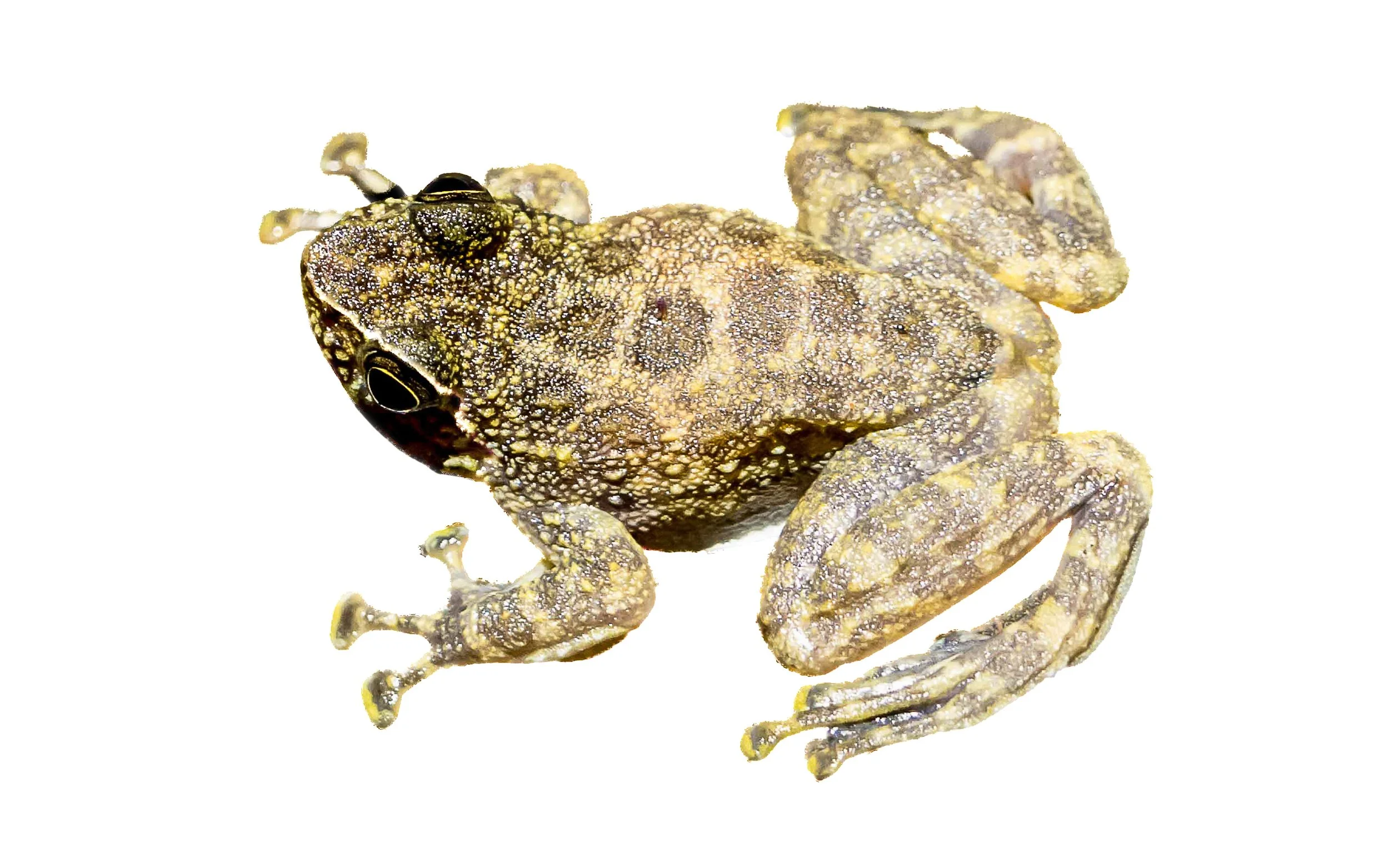 Hong Kong Cascade Frog - Amolops hongkongensis