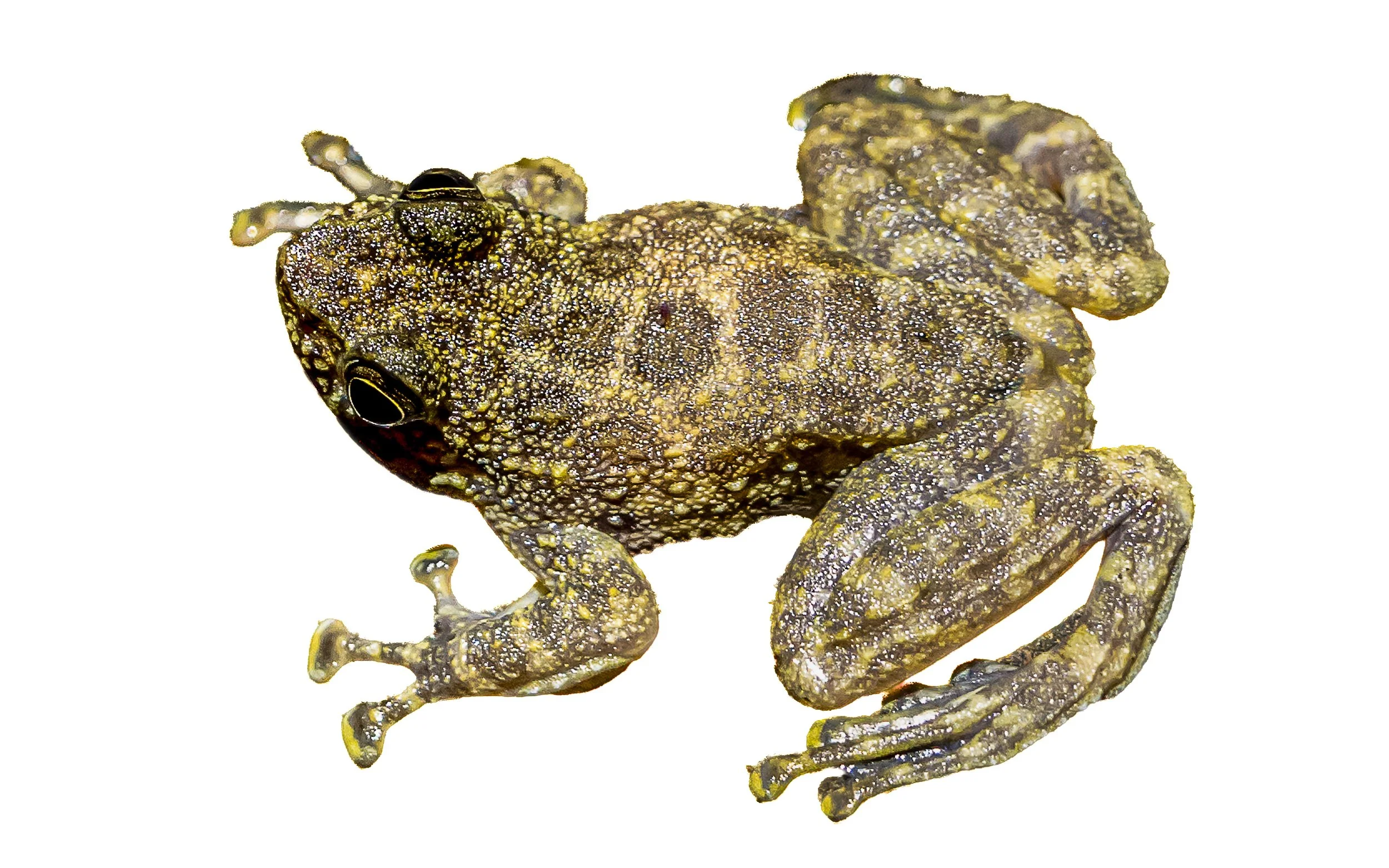 Hong Kong Cascade Frog - Amolops hongkongensis