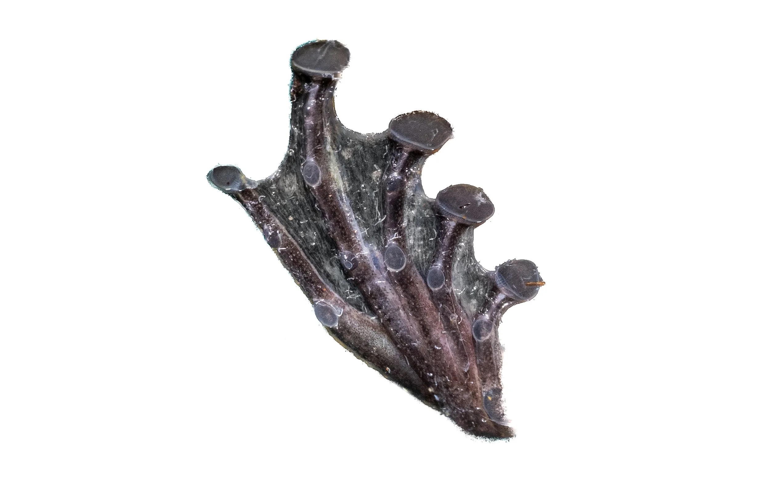 Hong Kong Cascade Frog - Amolops hongkongensis