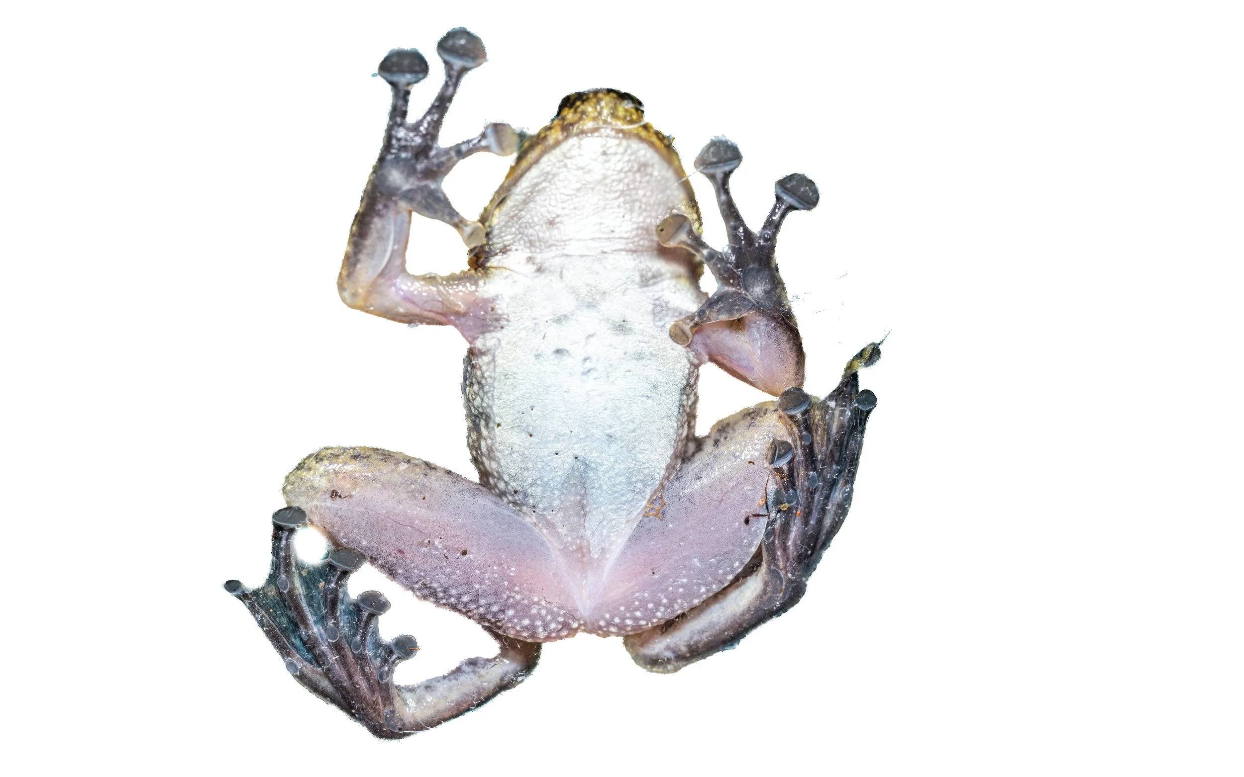 Hong Kong Cascade Frog - Amolops hongkongensis