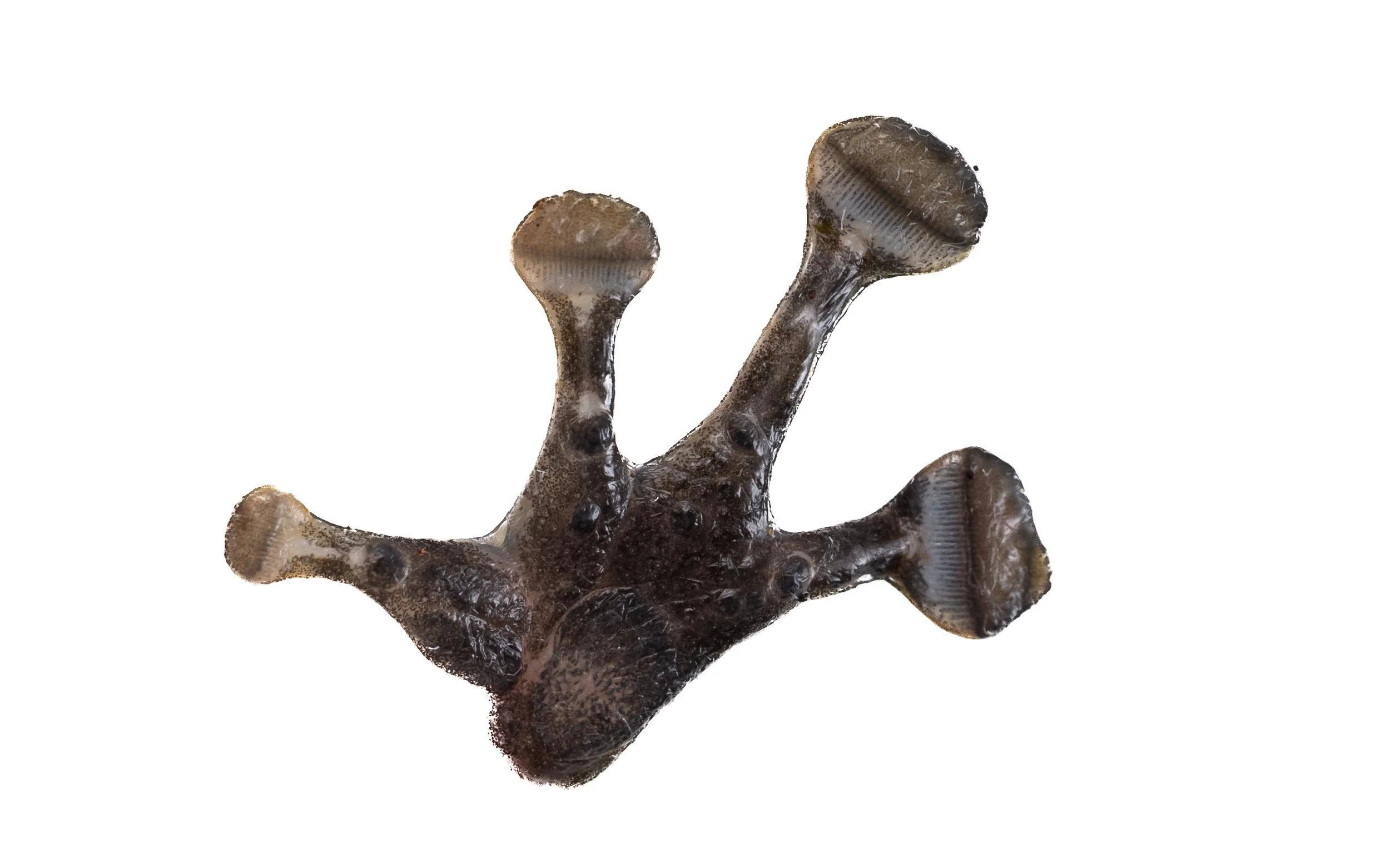 Hong Kong Cascade Frog - Amolops hongkongensis