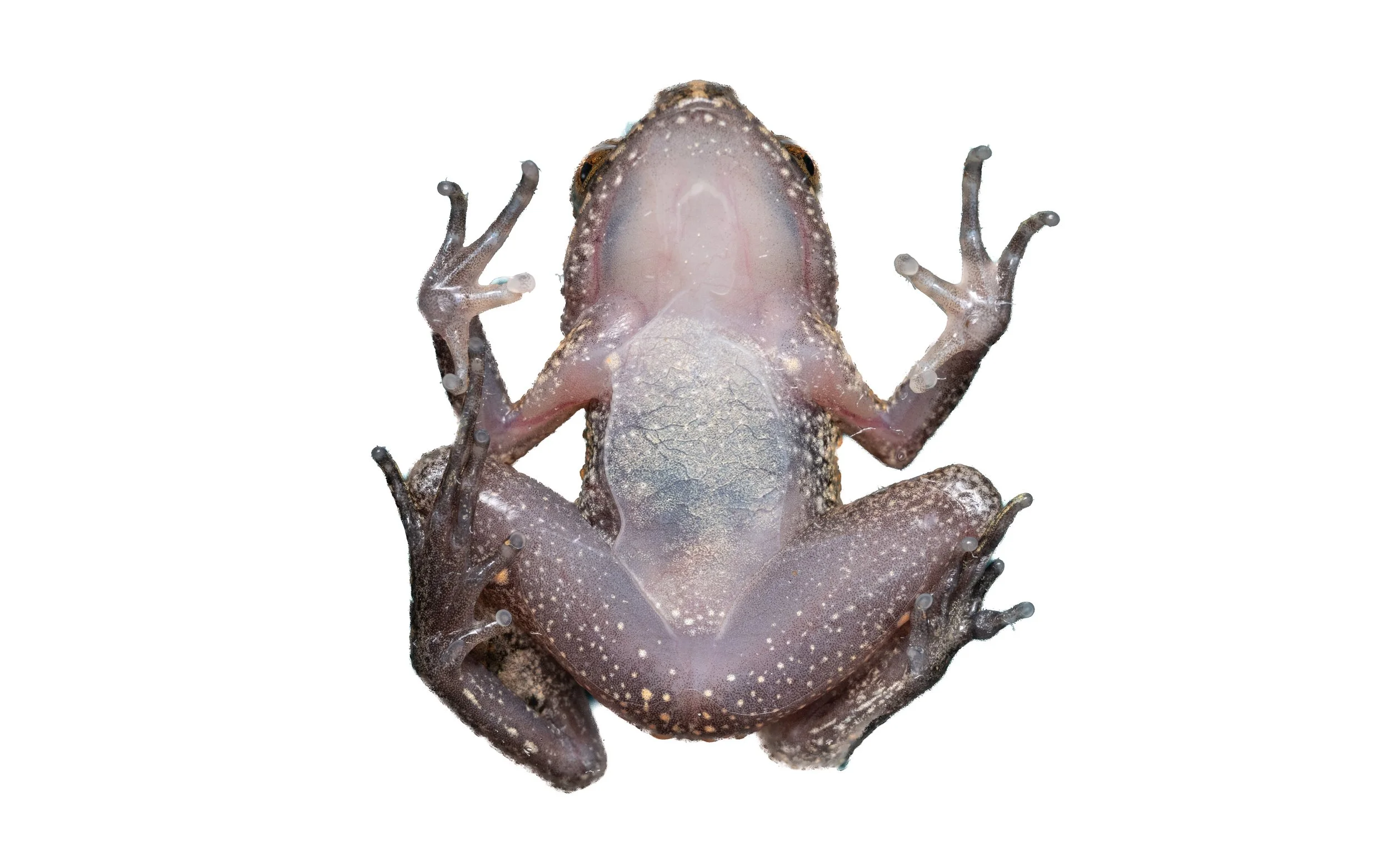Lau's Leaf-litter Toad - Leptolalax laui
