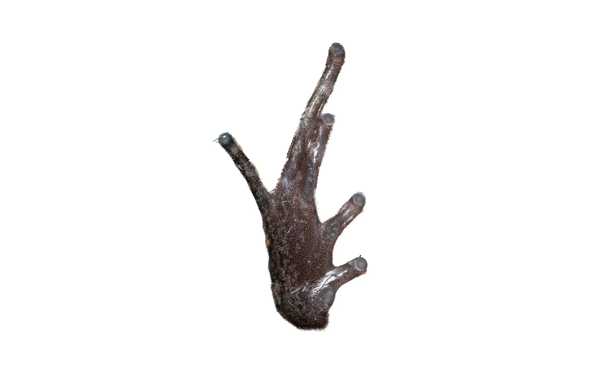 Lau's Leaf-litter Toad - Leptolalax laui