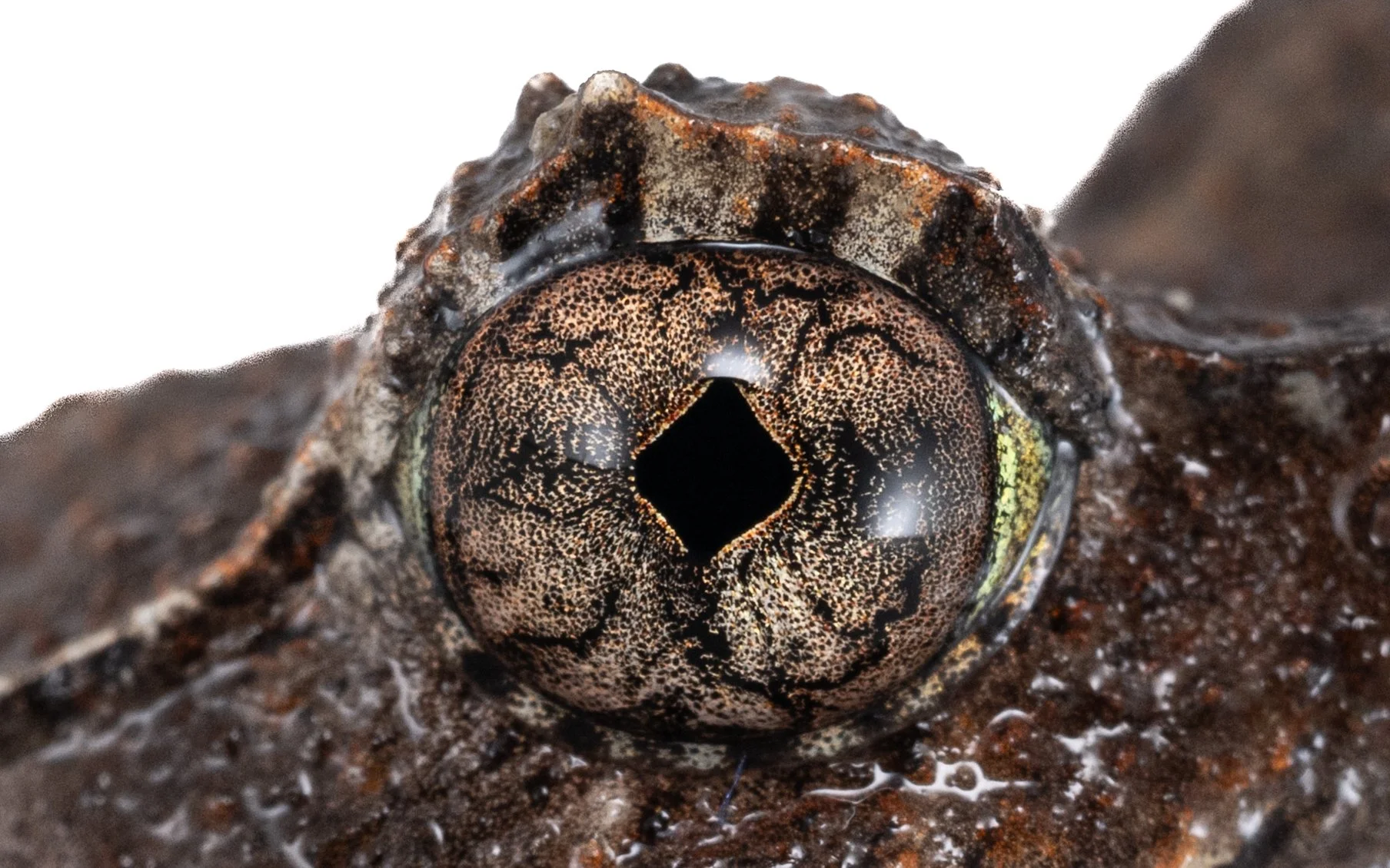 Short-legged Horned Frog - Megophrys brachykolos