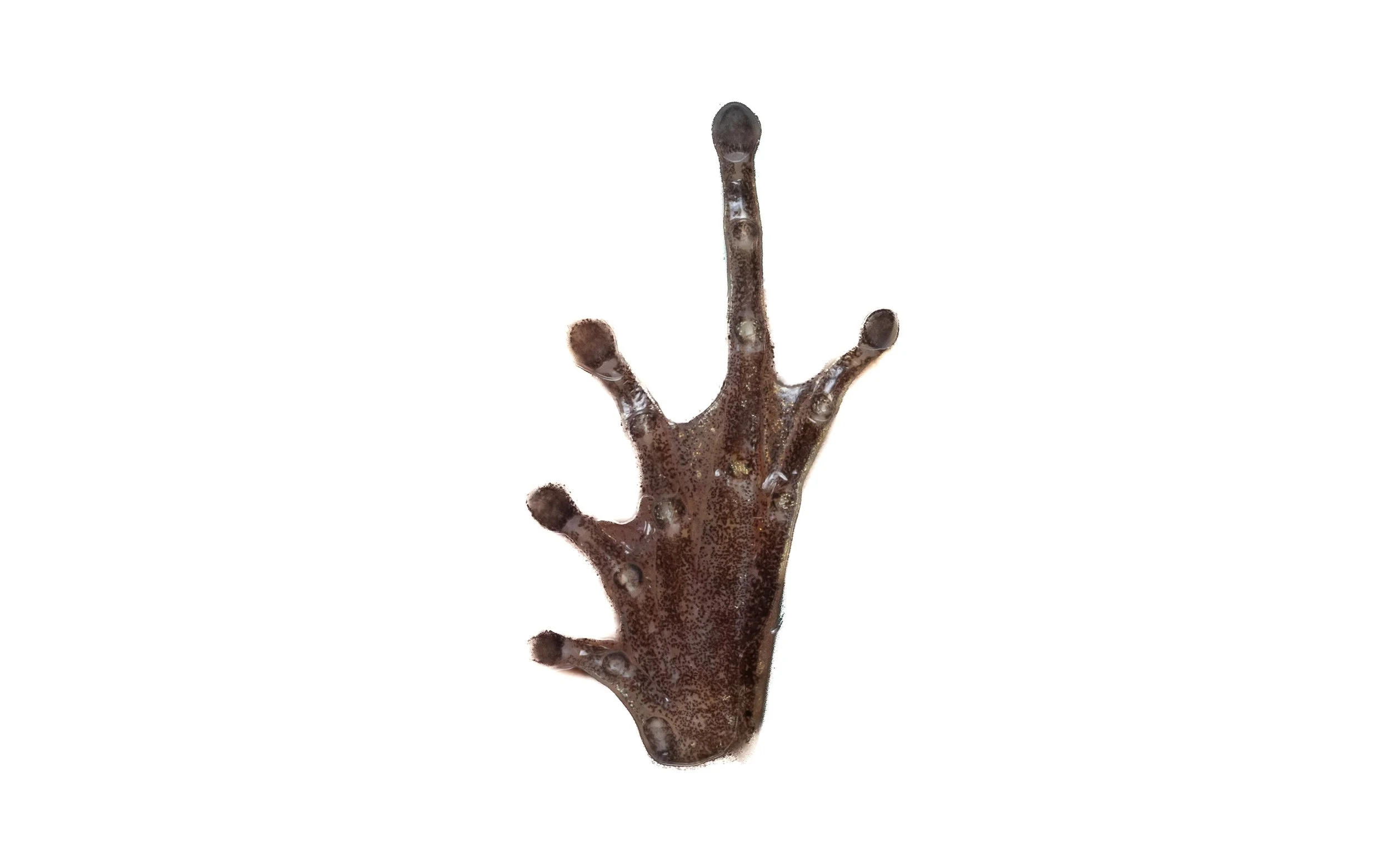 Romer's Tree Frog - Liuixalus romeri