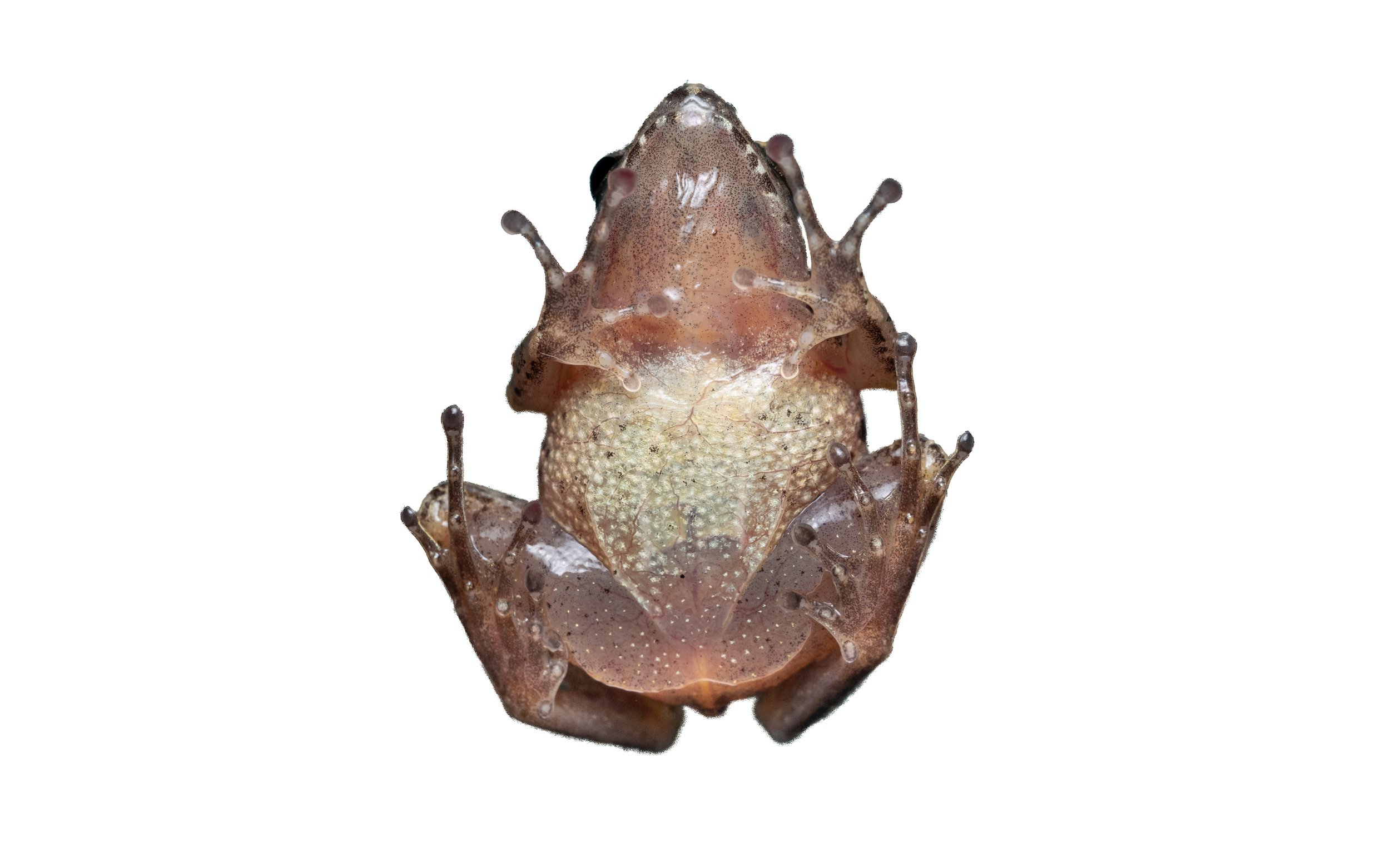 Romer's Tree Frog - Liuixalus romeri