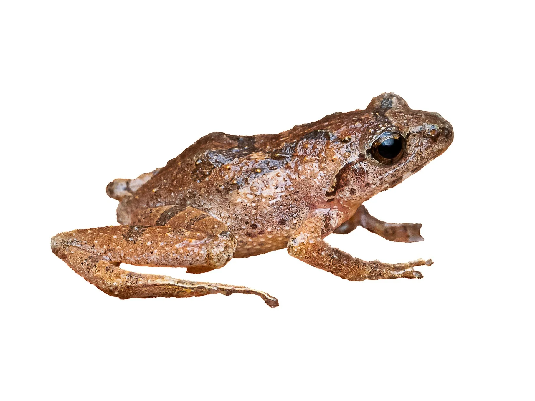 Romer's Tree Frog - Liuixalus romeri