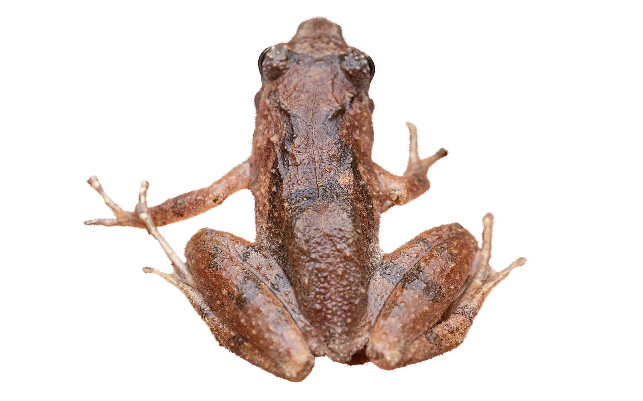 Romer's Tree Frog - Liuixalus romeri