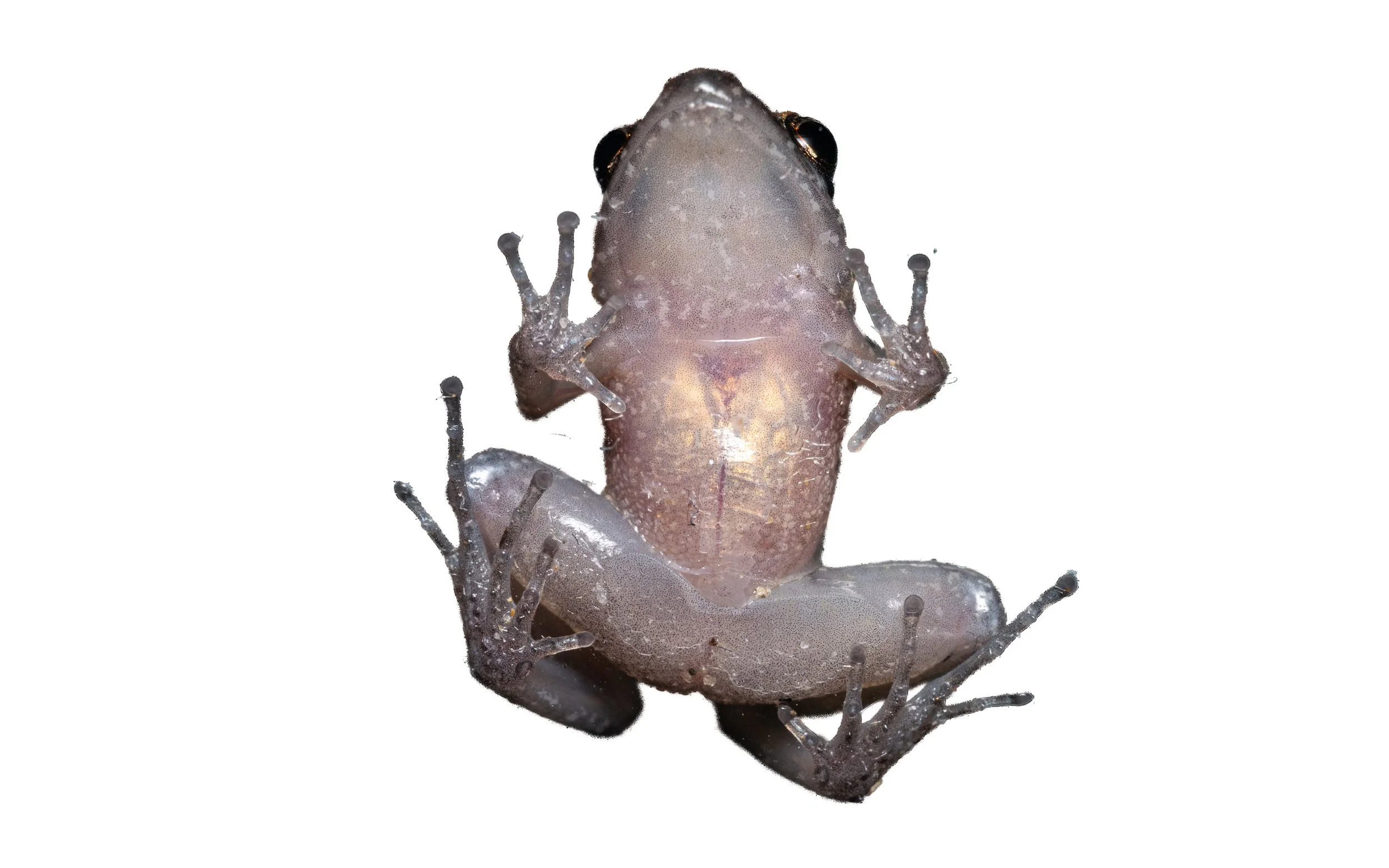 Greenhouse Frog - Eleutherodactylus planirostris