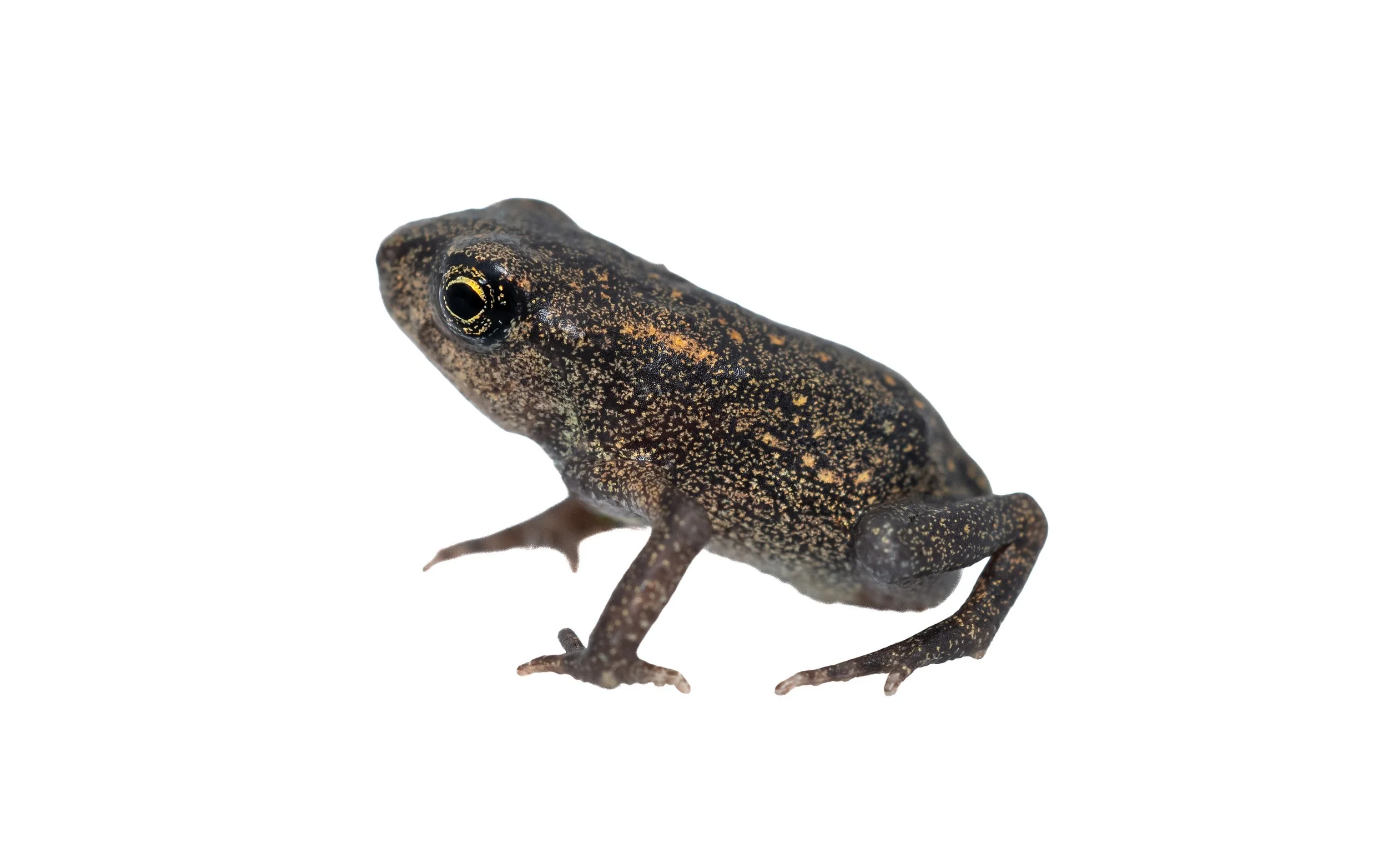 ASIAN COMMON TOAD - Duttaphrynus melanostictus