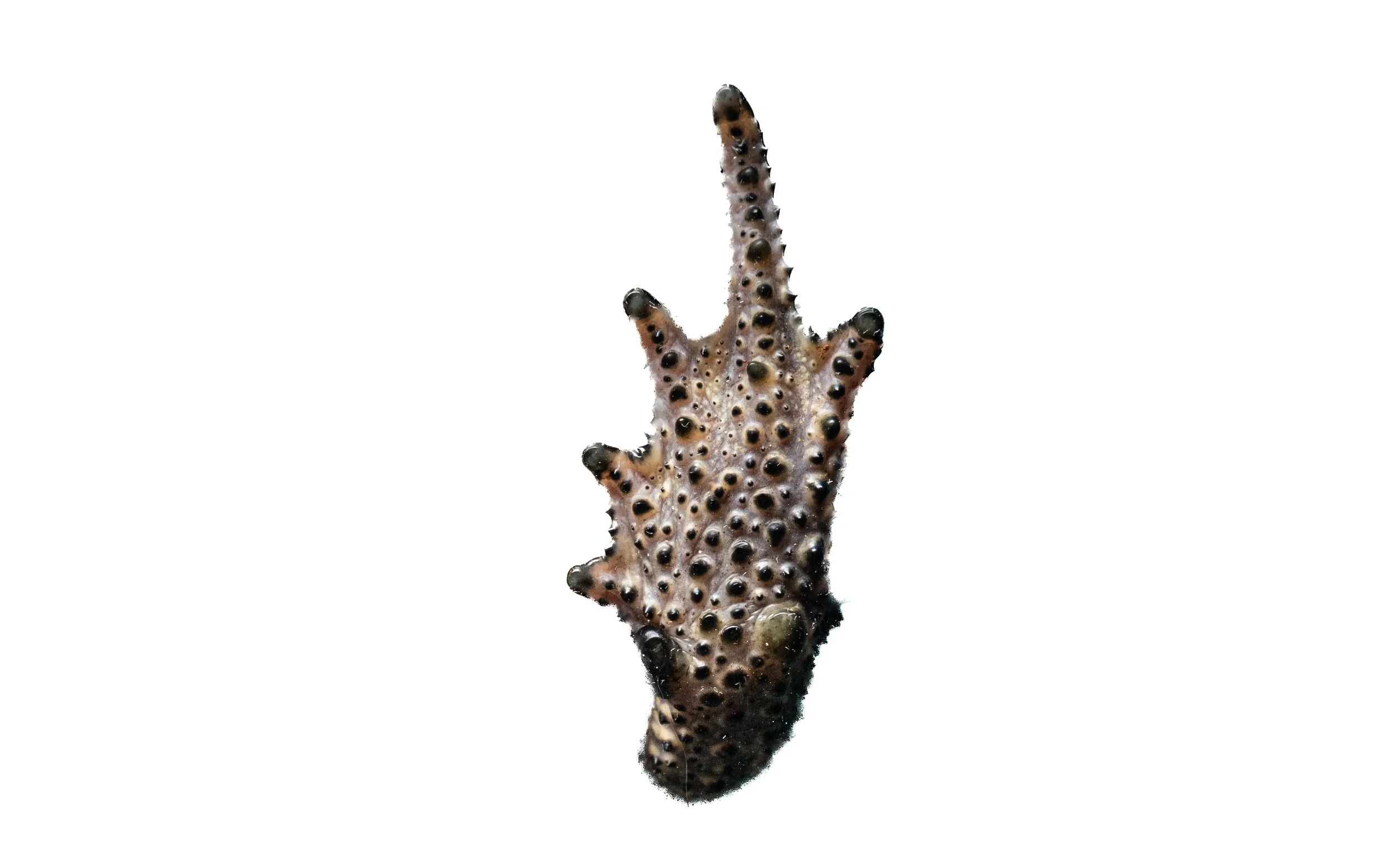 ASIAN COMMON TOAD - Duttaphrynus melanostictus