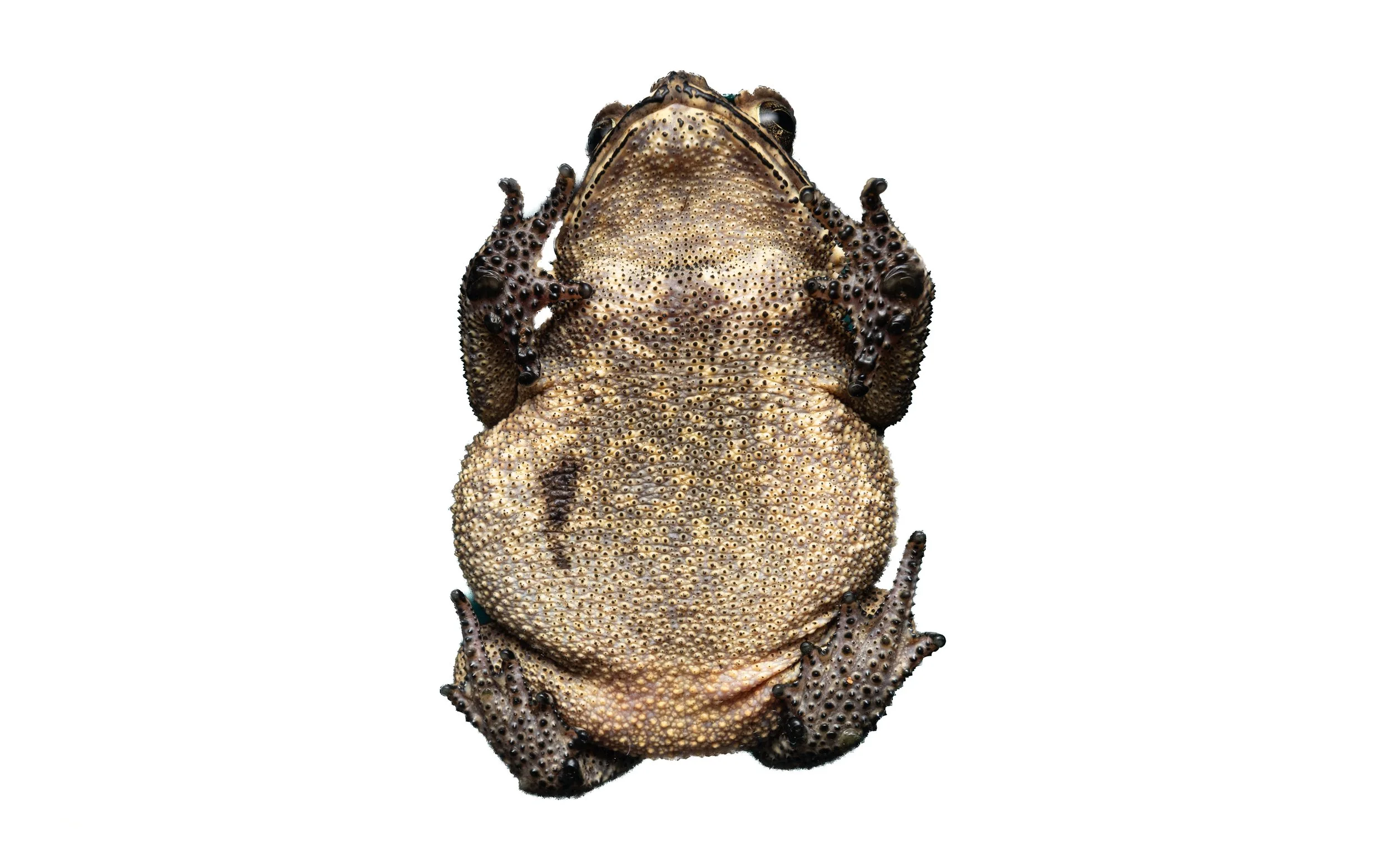 ASIAN COMMON TOAD - Duttaphrynus melanostictus