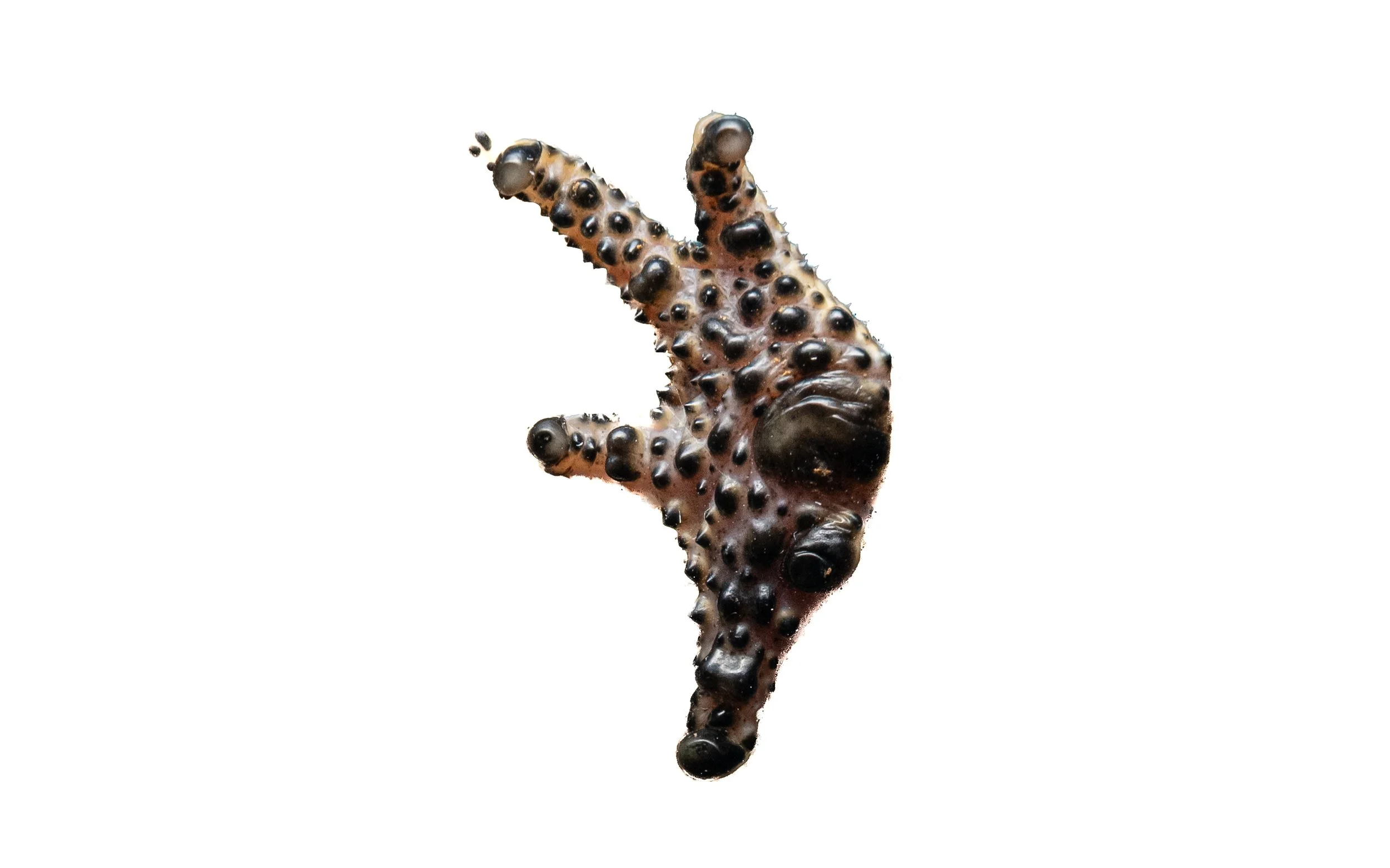 ASIAN COMMON TOAD - Duttaphrynus melanostictus