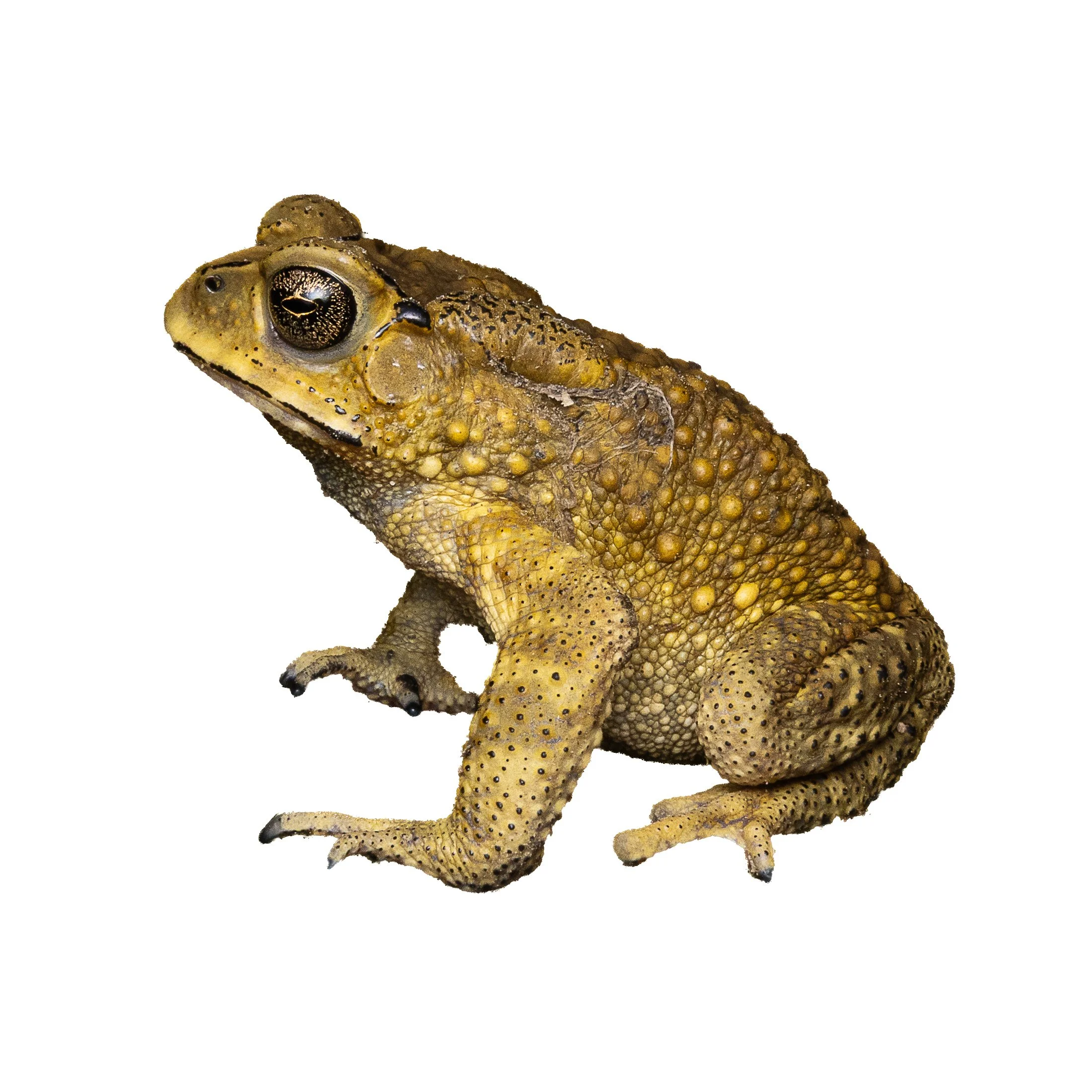 ASIAN COMMON TOAD - Duttaphrynus melanostictus
