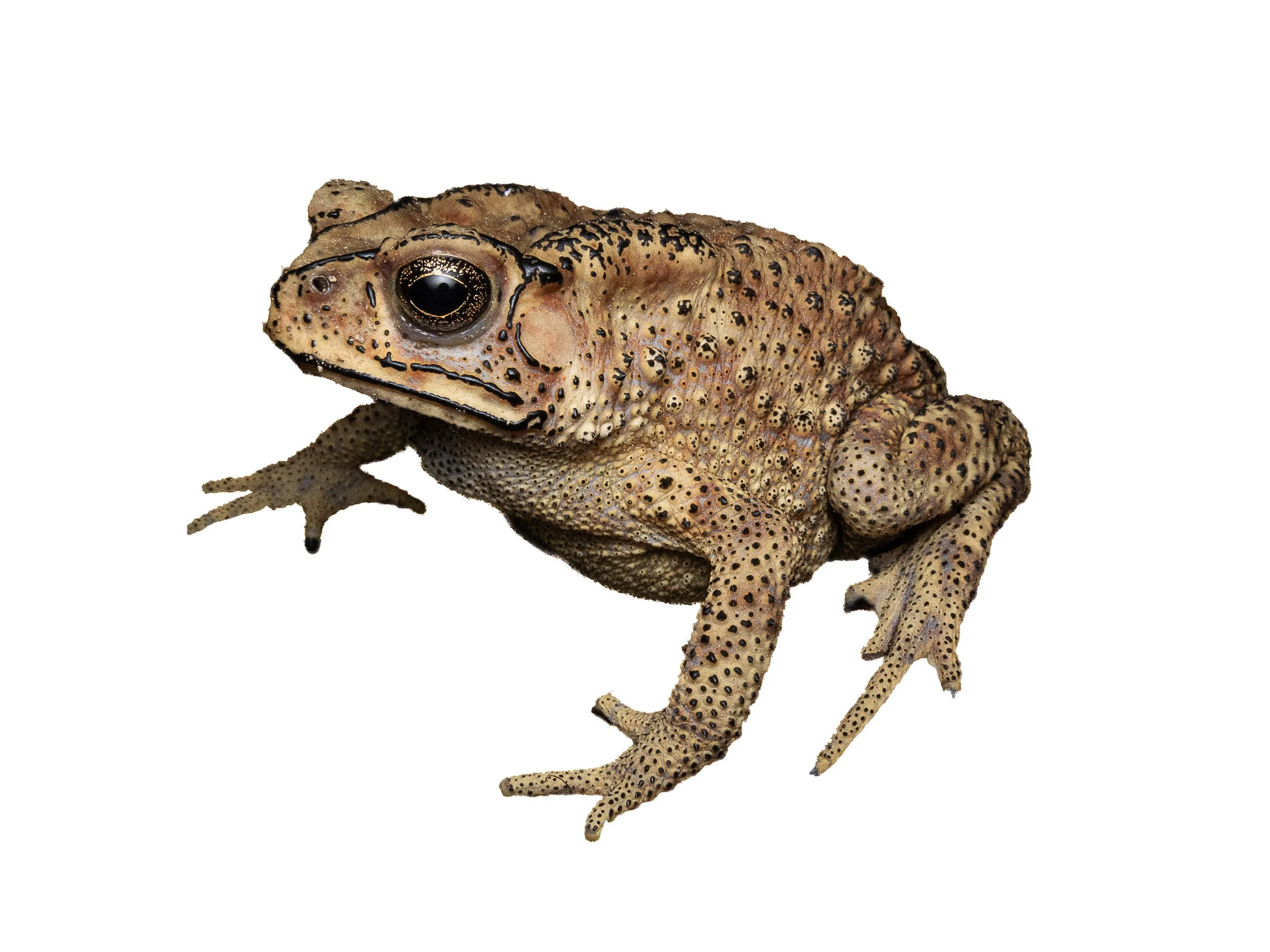 ASIAN COMMON TOAD - Duttaphrynus melanostictus