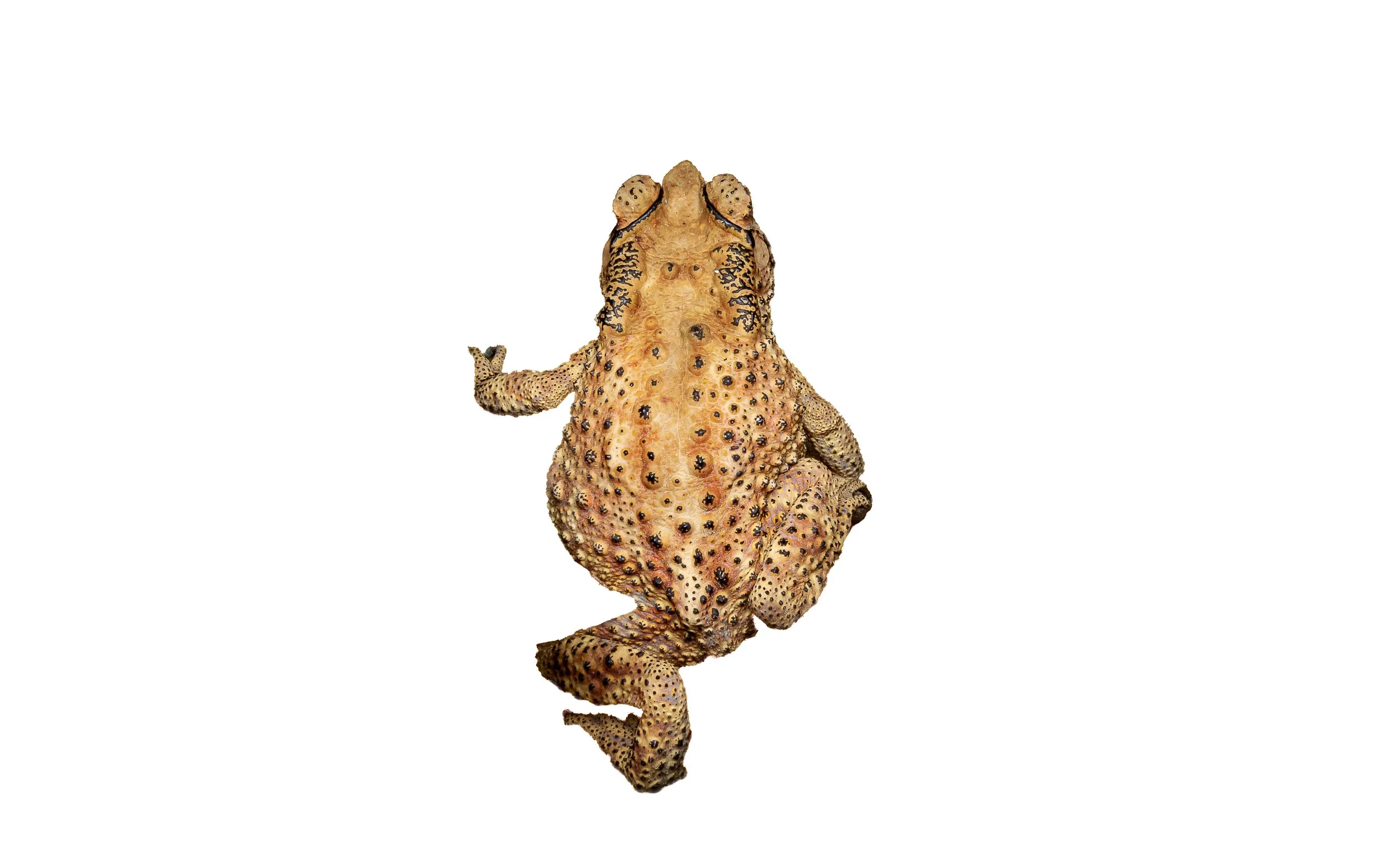 ASIAN COMMON TOAD - Duttaphrynus melanostictus