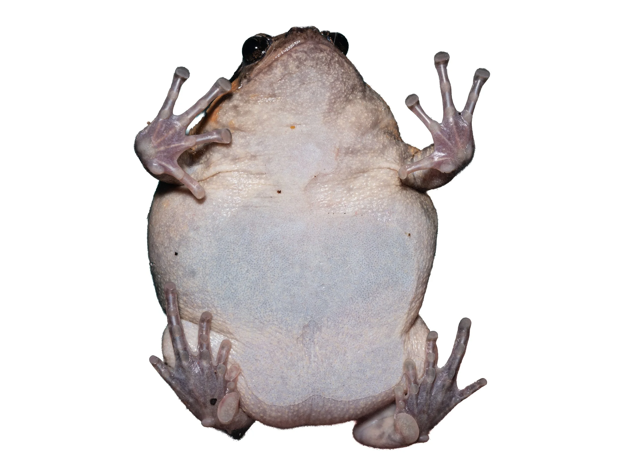 Asiatic Painted Frog - Kaloula pulchra pulchra