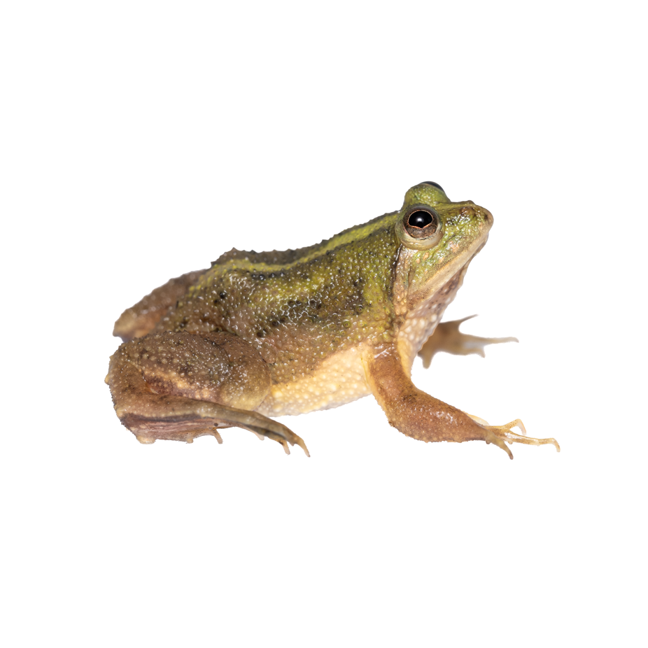 CHINESE FLOATING FROG