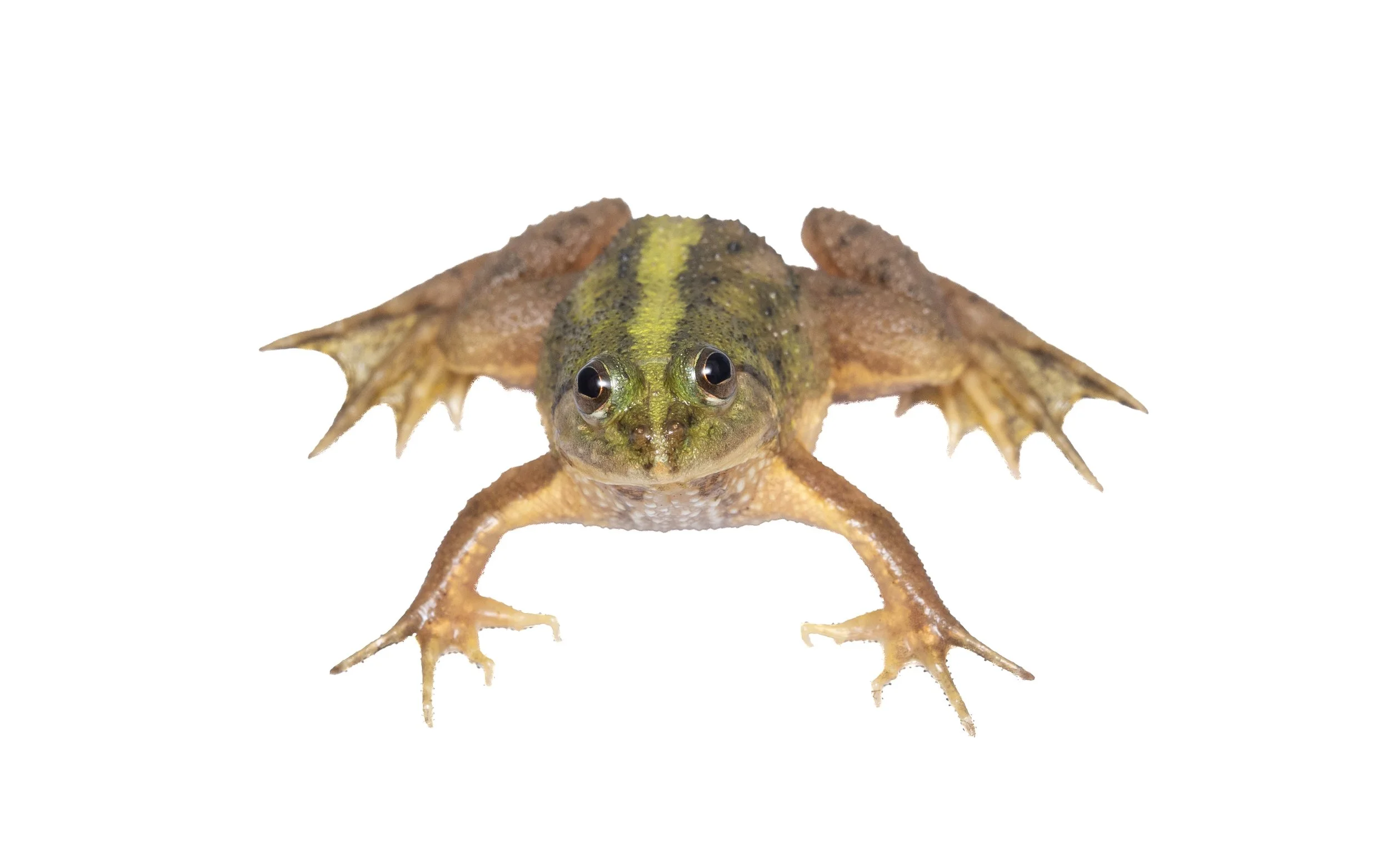 Chinese Floating Frog - Occidozyga obscura