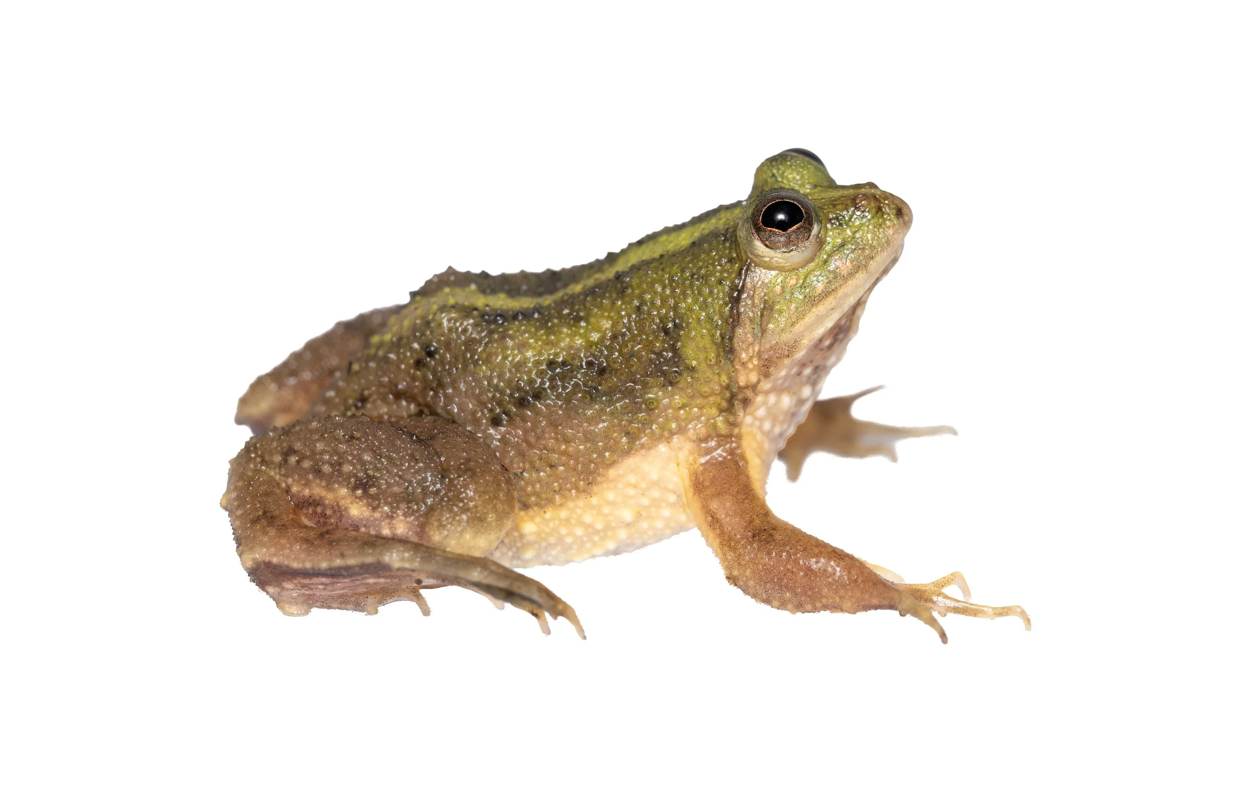 Chinese Floating Frog - Occidozyga obscura