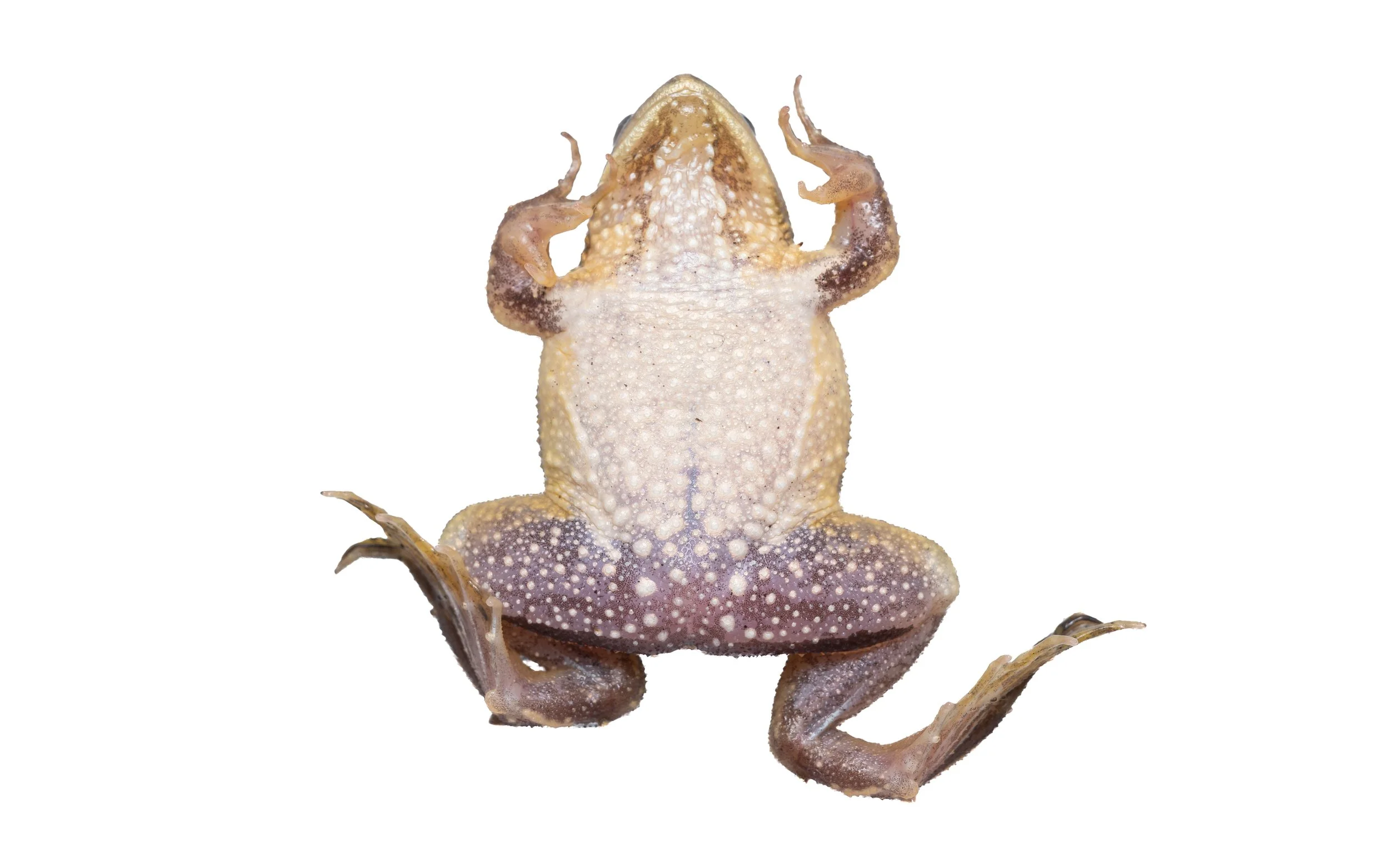 Chinese Floating Frog - Occidozyga obscura