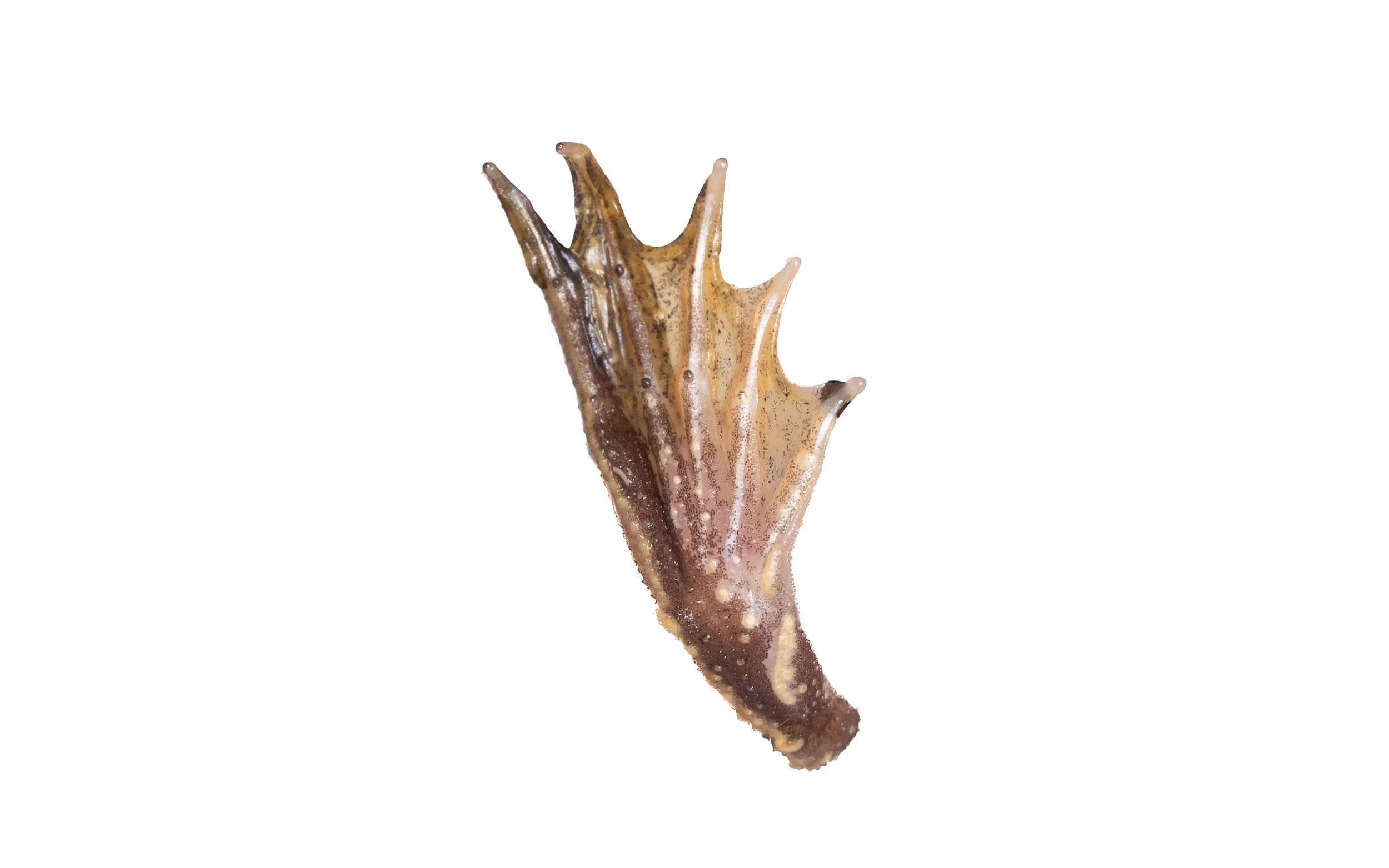 Chinese Floating Frog - Occidozyga obscura