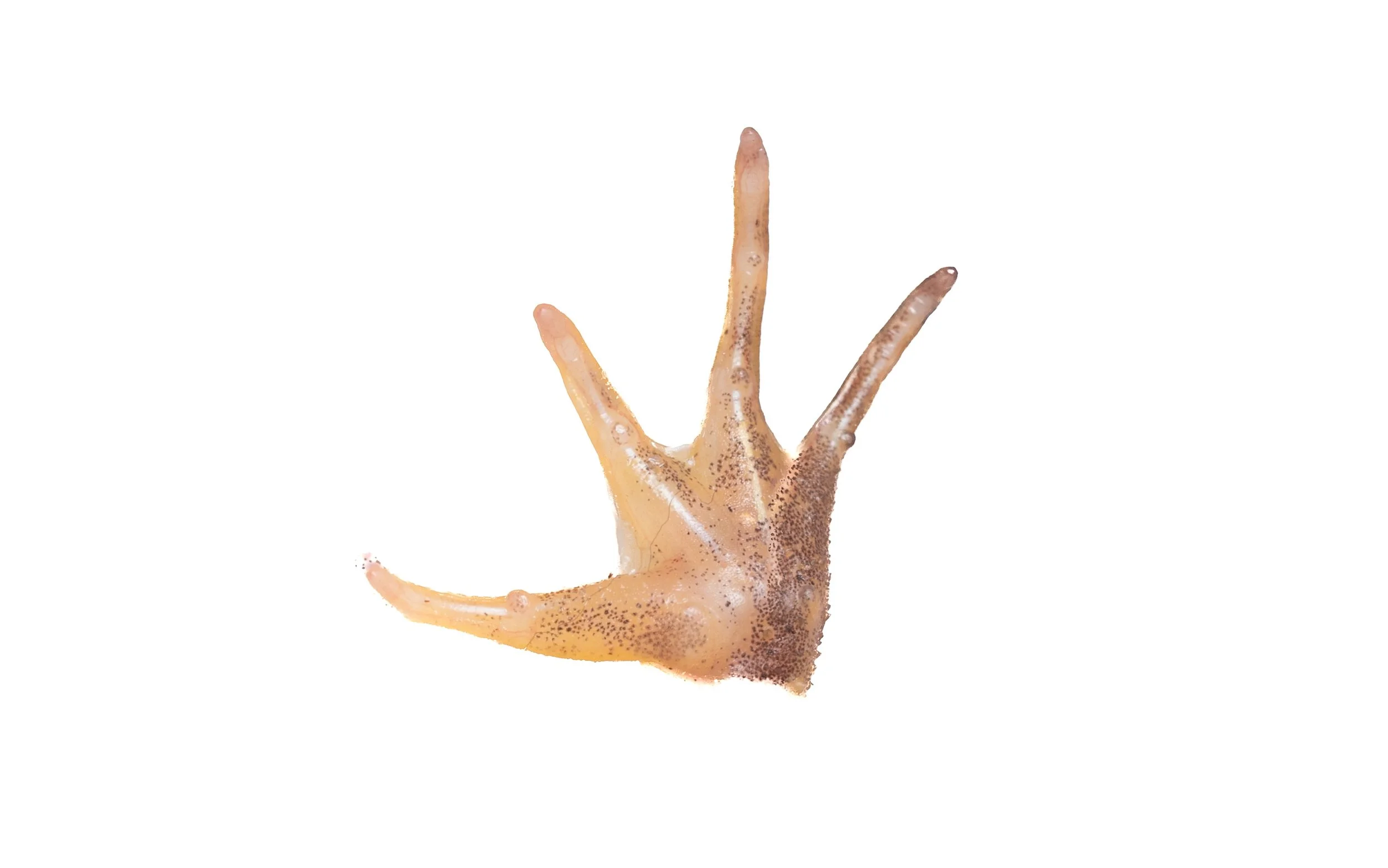 Chinese Floating Frog - Occidozyga obscura
