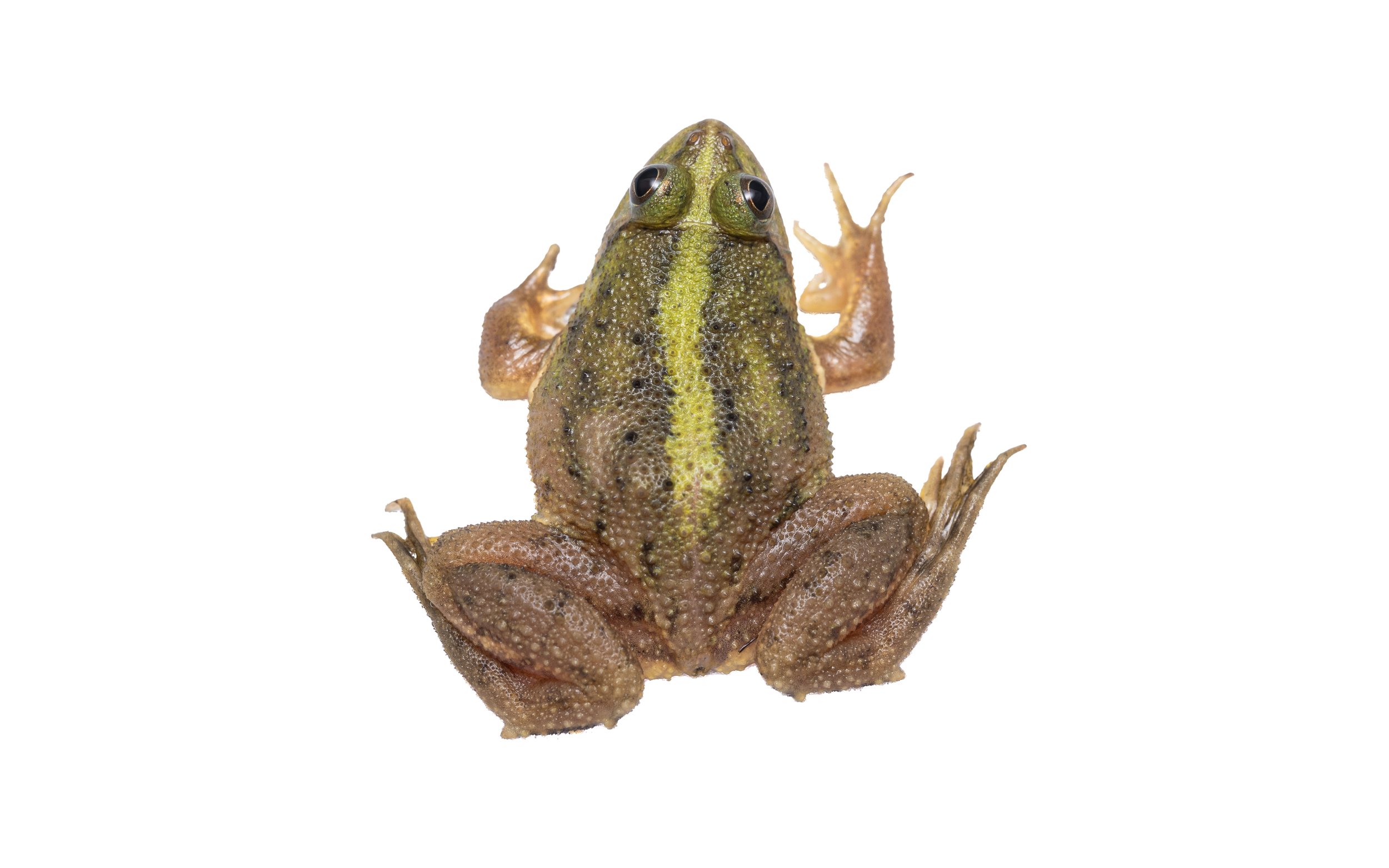 Chinese Floating Frog - Occidozyga obscura