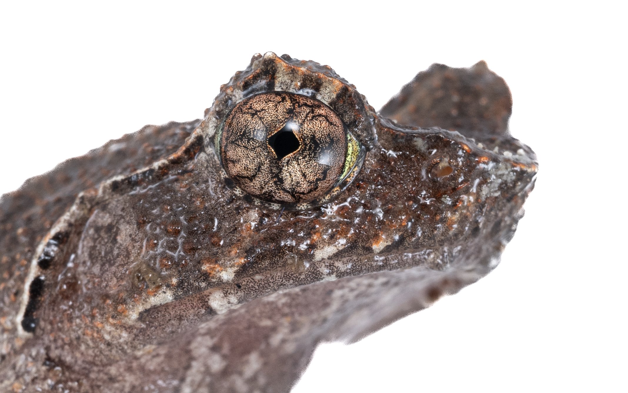 Short-legged Horned Frog - Megophrys brachykolos