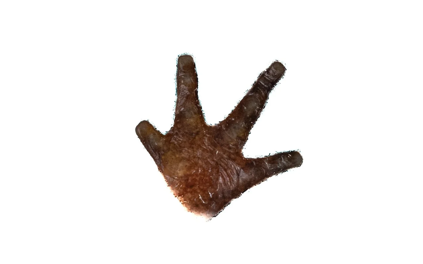 Hong Kong Warty Newt - Paramesotriton hongkongensis