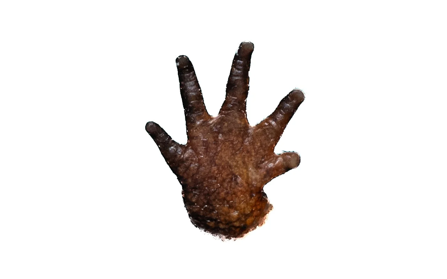 Hong Kong Warty Newt - Paramesotriton hongkongensis