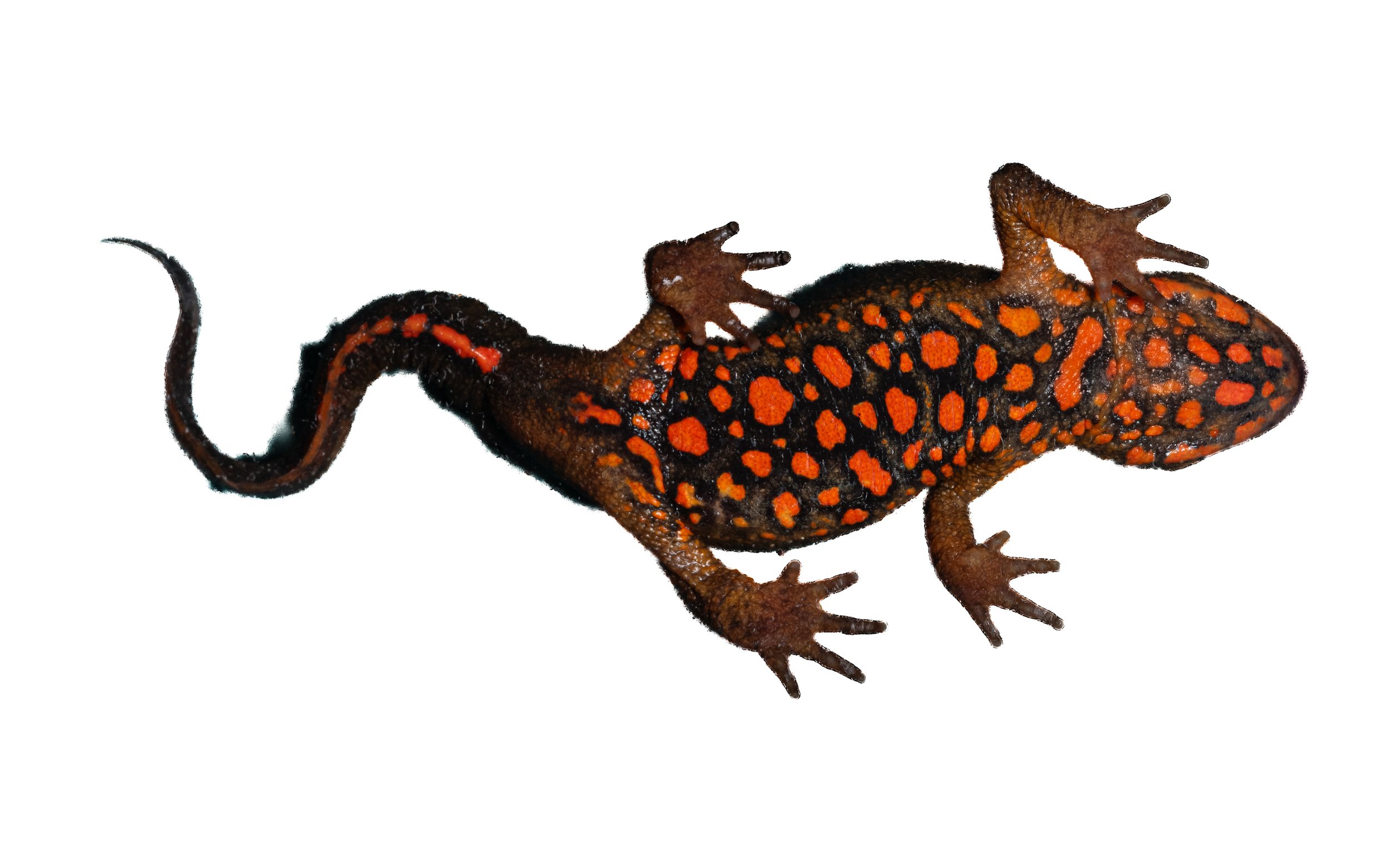Hong Kong Warty Newt - Paramesotriton hongkongensis