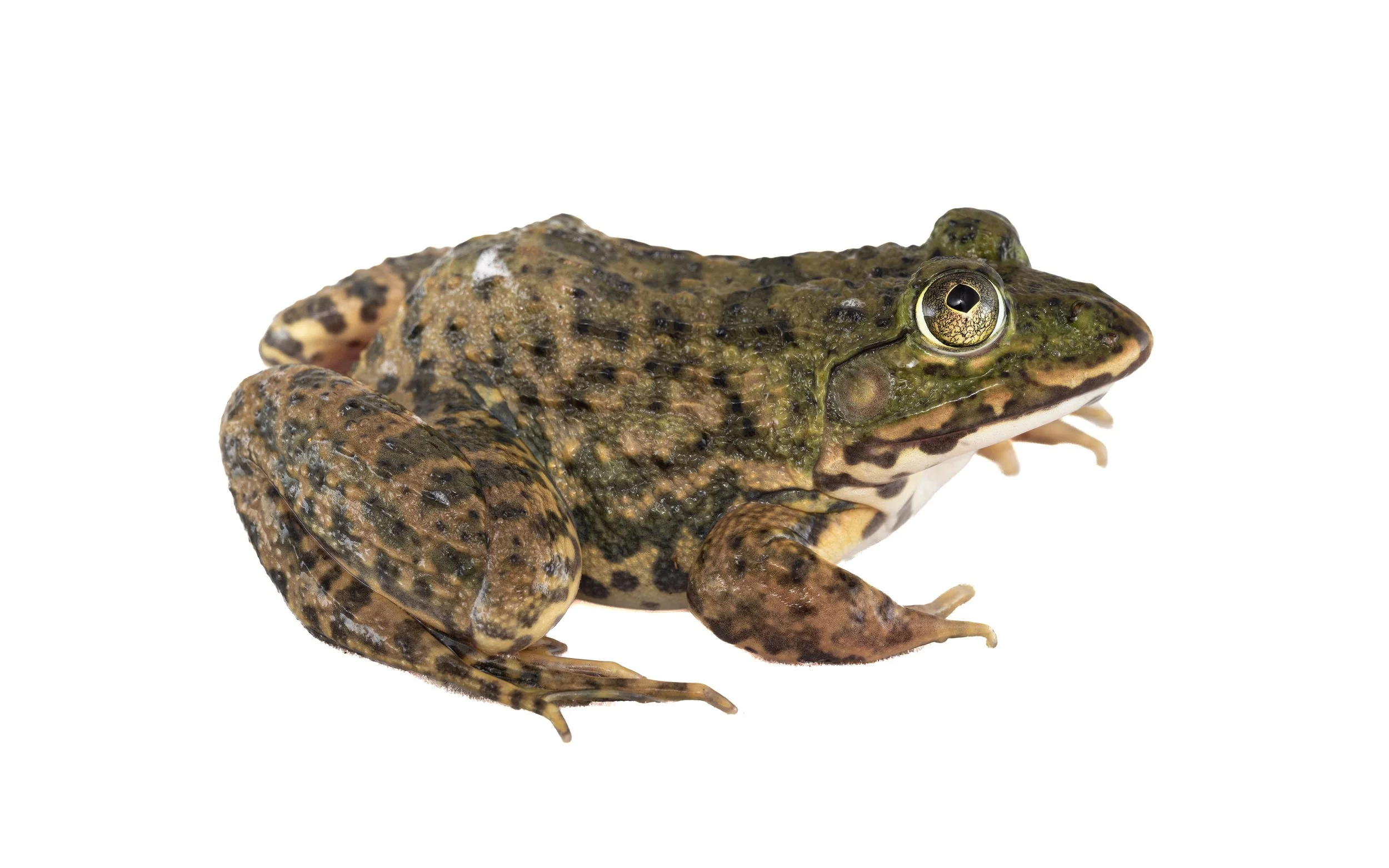 Chinese bullfrog - Hoplobatrachus chinensis