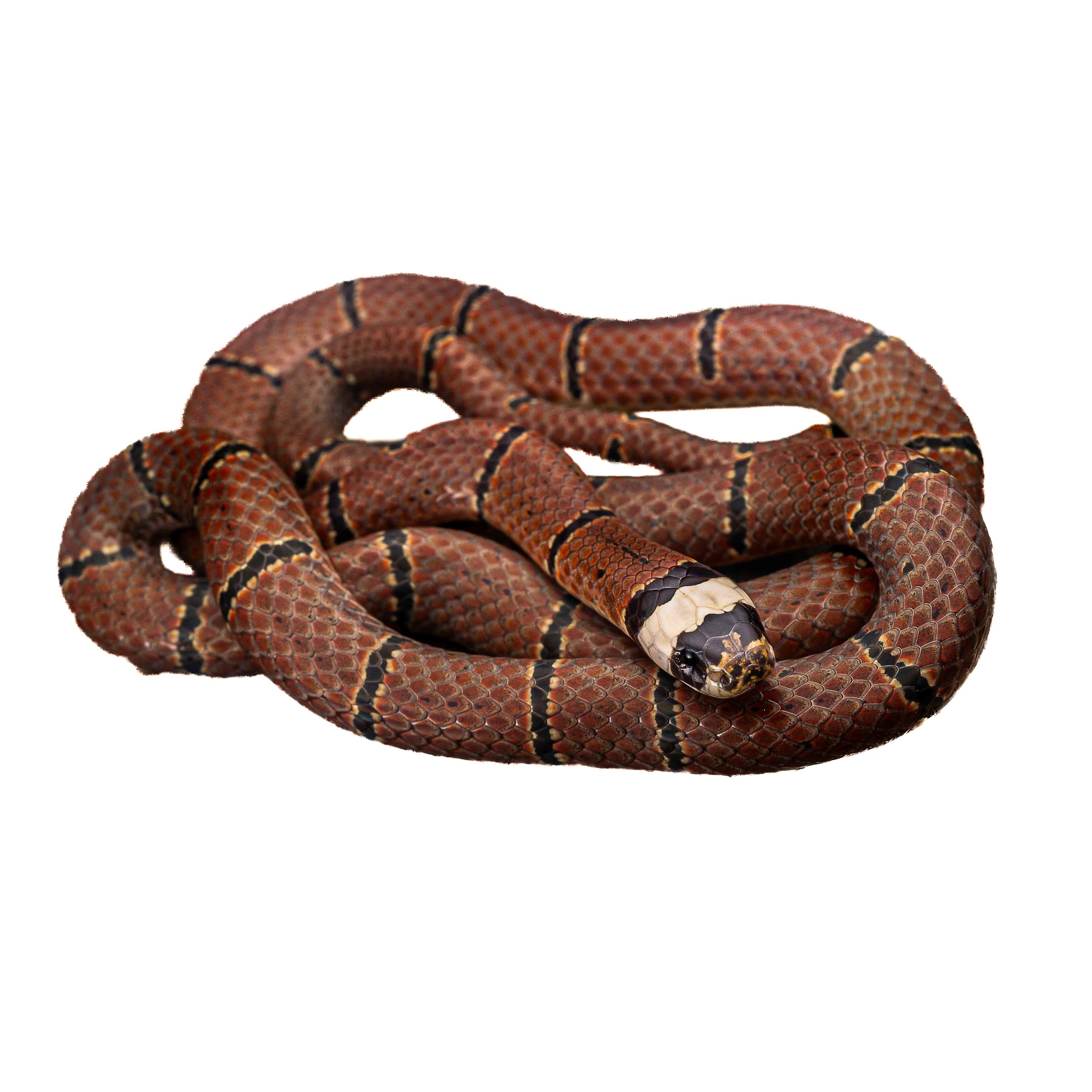 MACCLELLANDS CORAL SNAKE