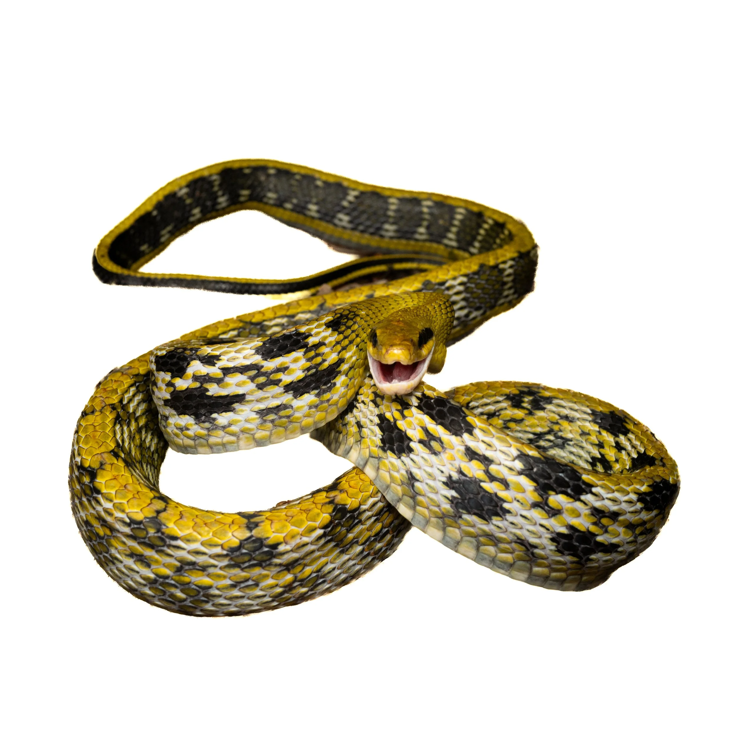 RAT SNAKE - BEAUTY