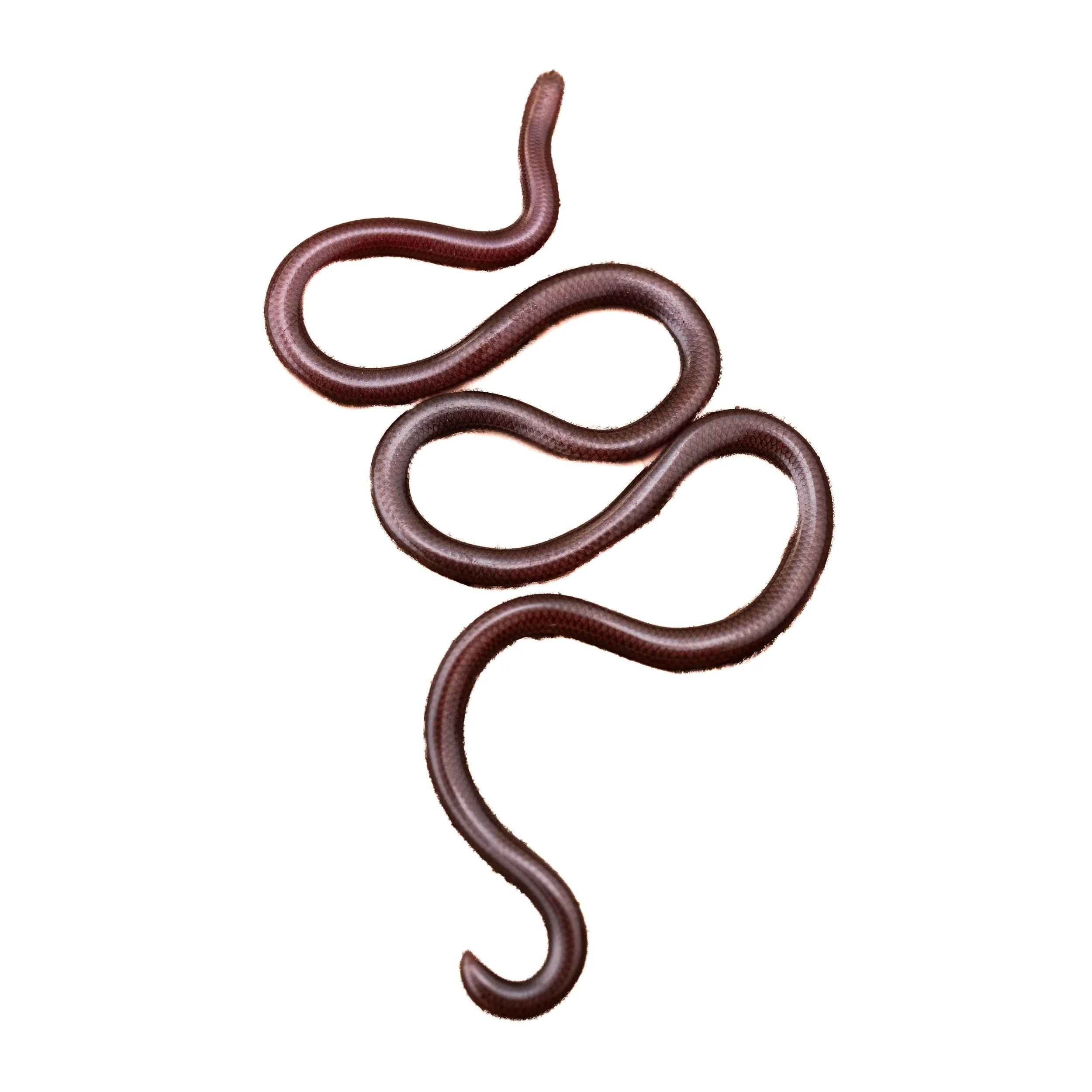 BLIND SNAKE - HONG KONG