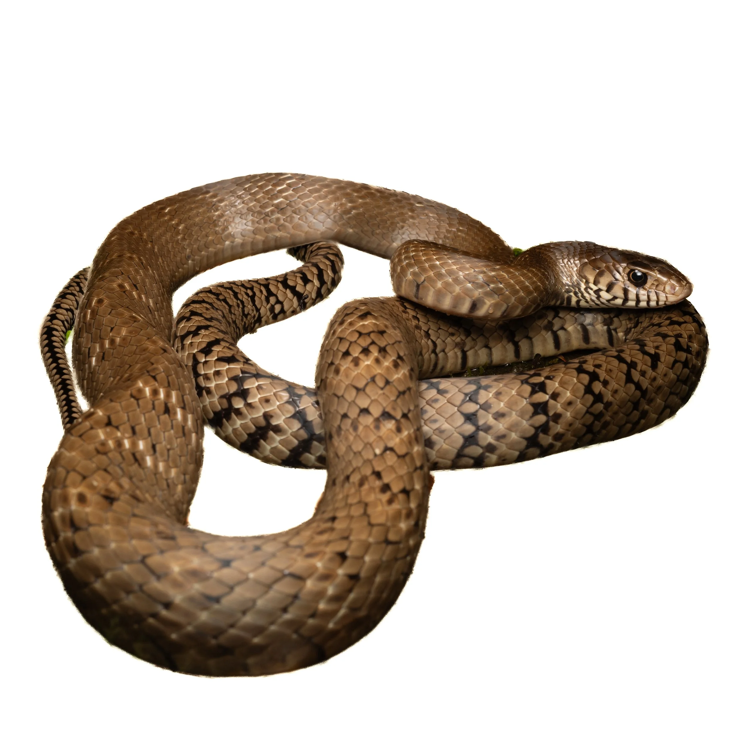 RAT SNAKE - COMMON