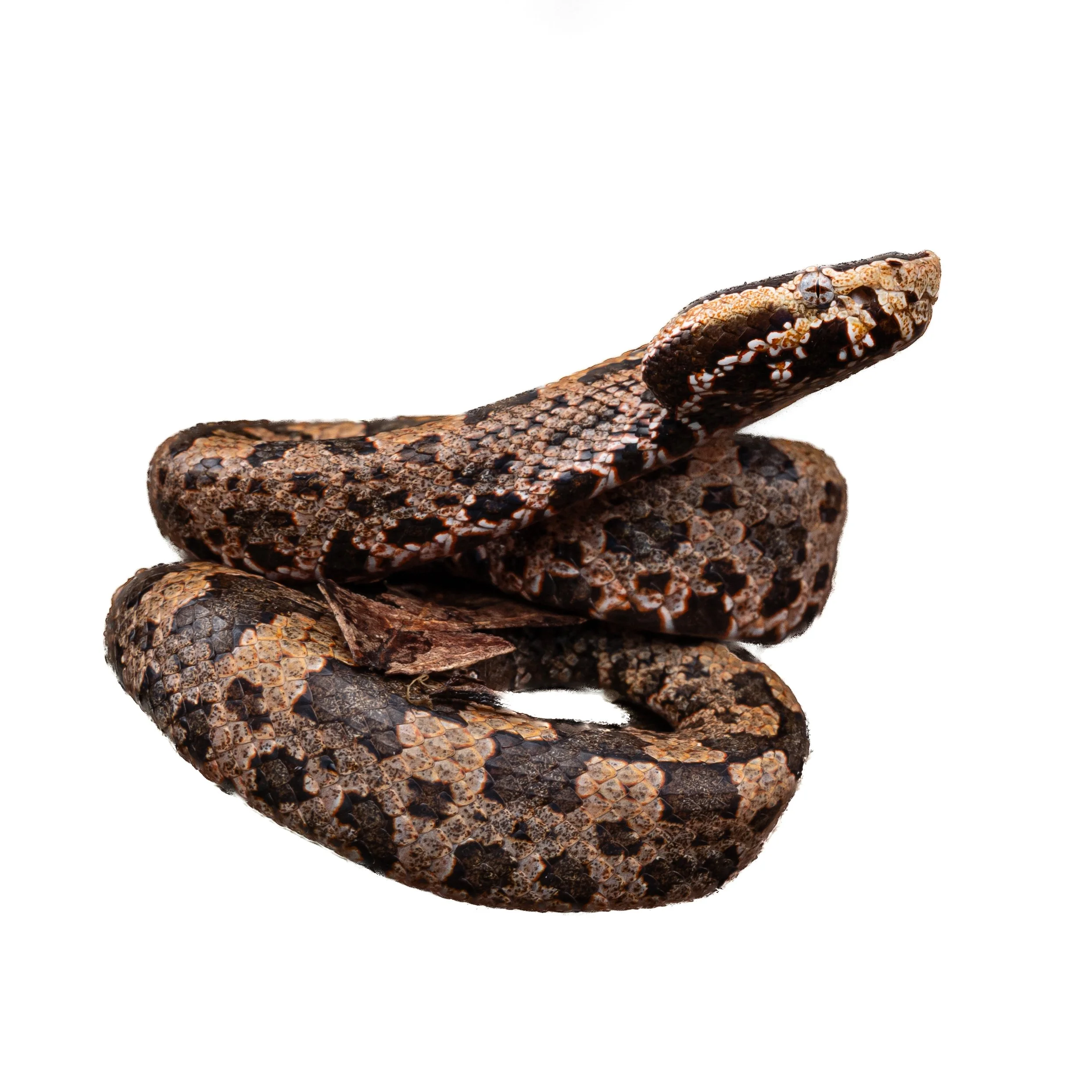 MOUNTAIN PIT VIPER
