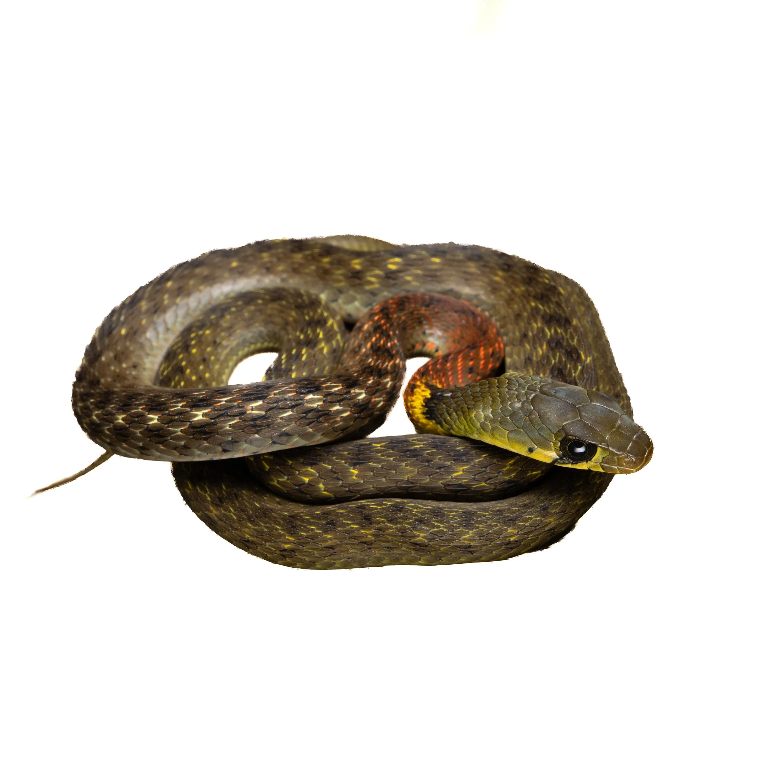 RED-NECKED KEELBACK