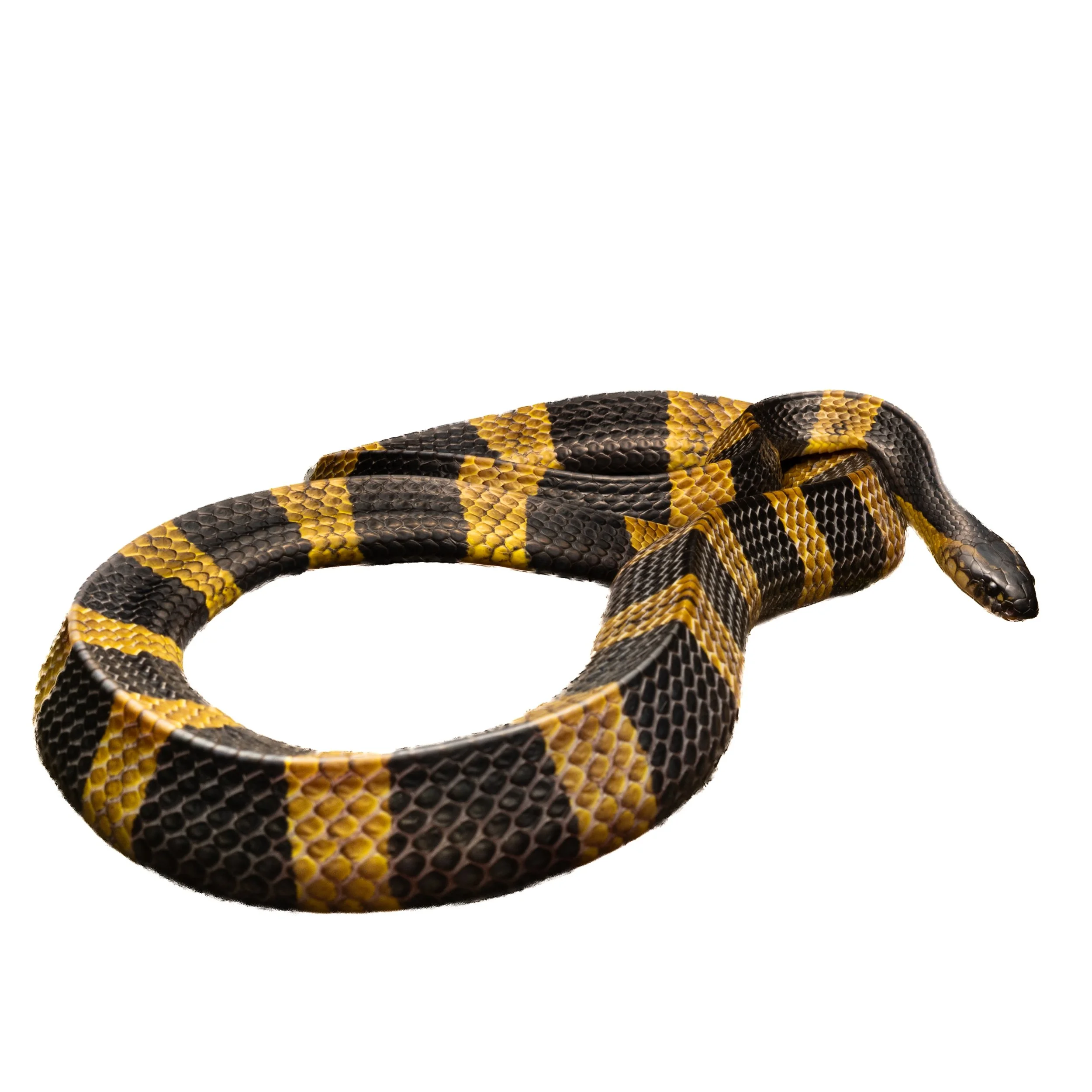 BANDED KRAIT