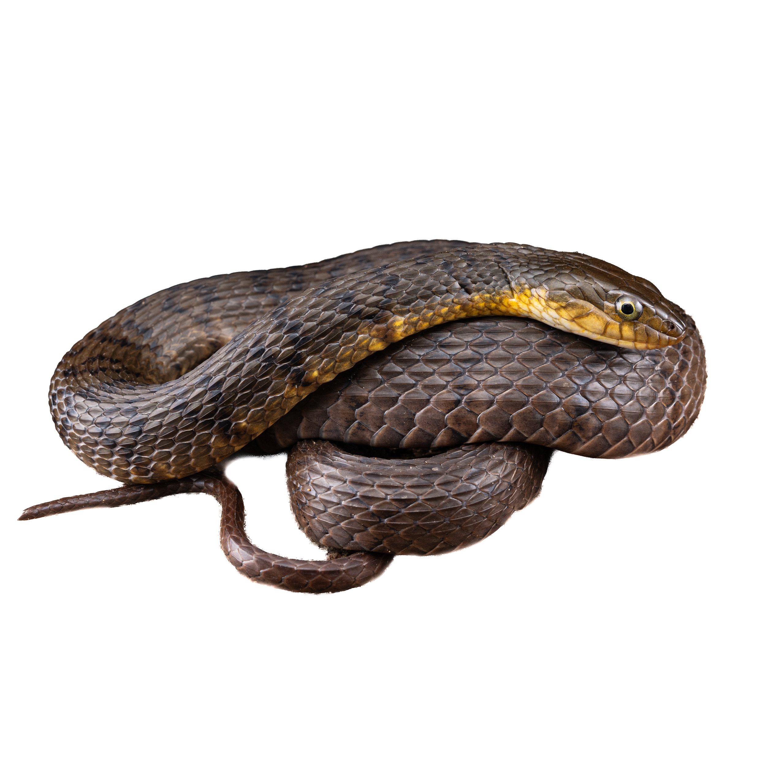 WATER SNAKE - MOUNTAIN