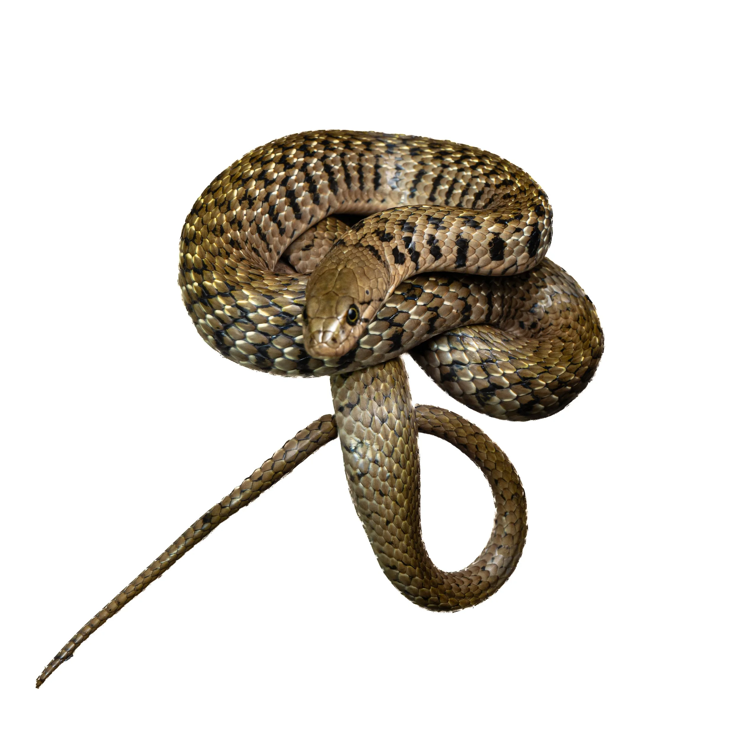 KEELBACK - CHECKERED KEELBACK