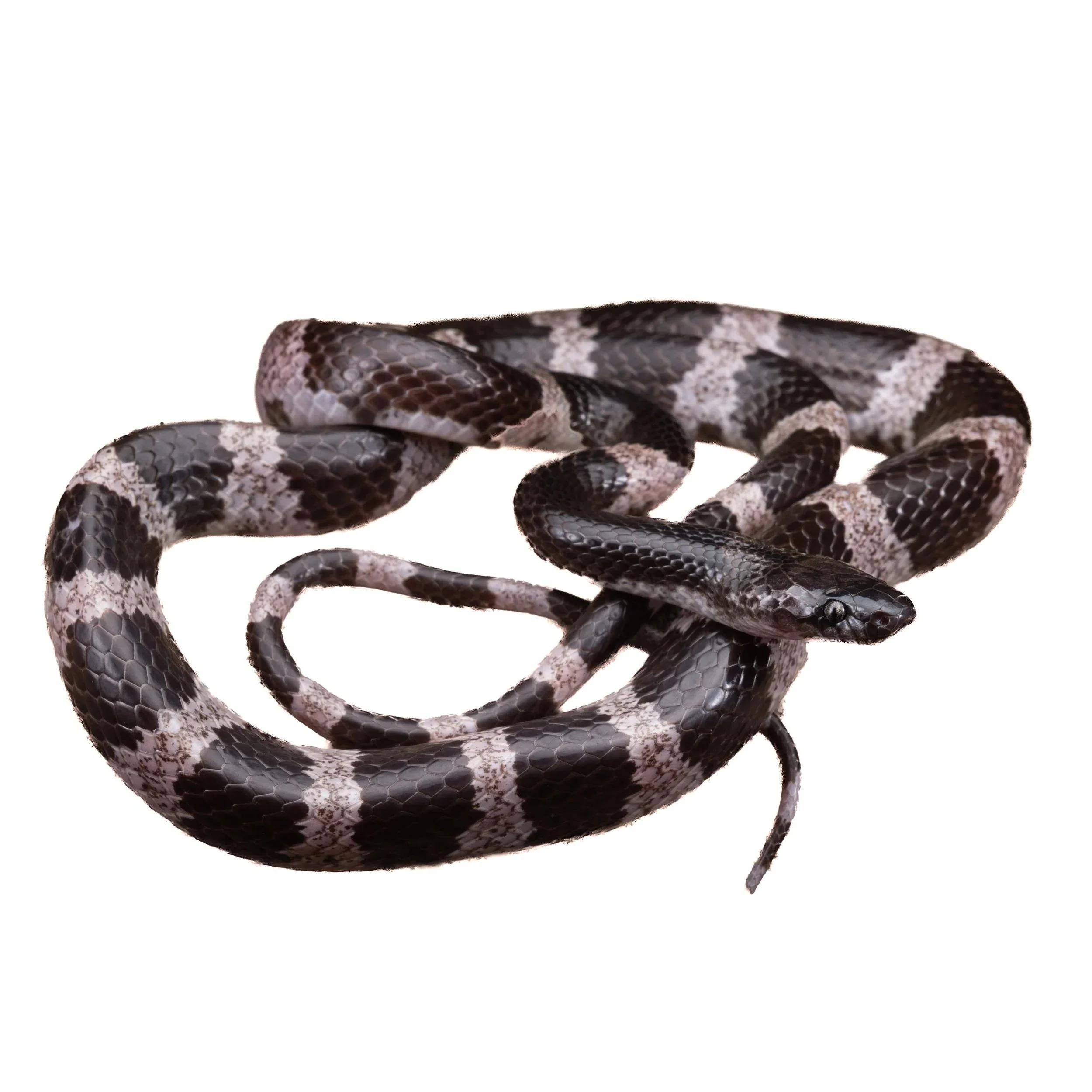 WOLF SNAKE - FUTSING