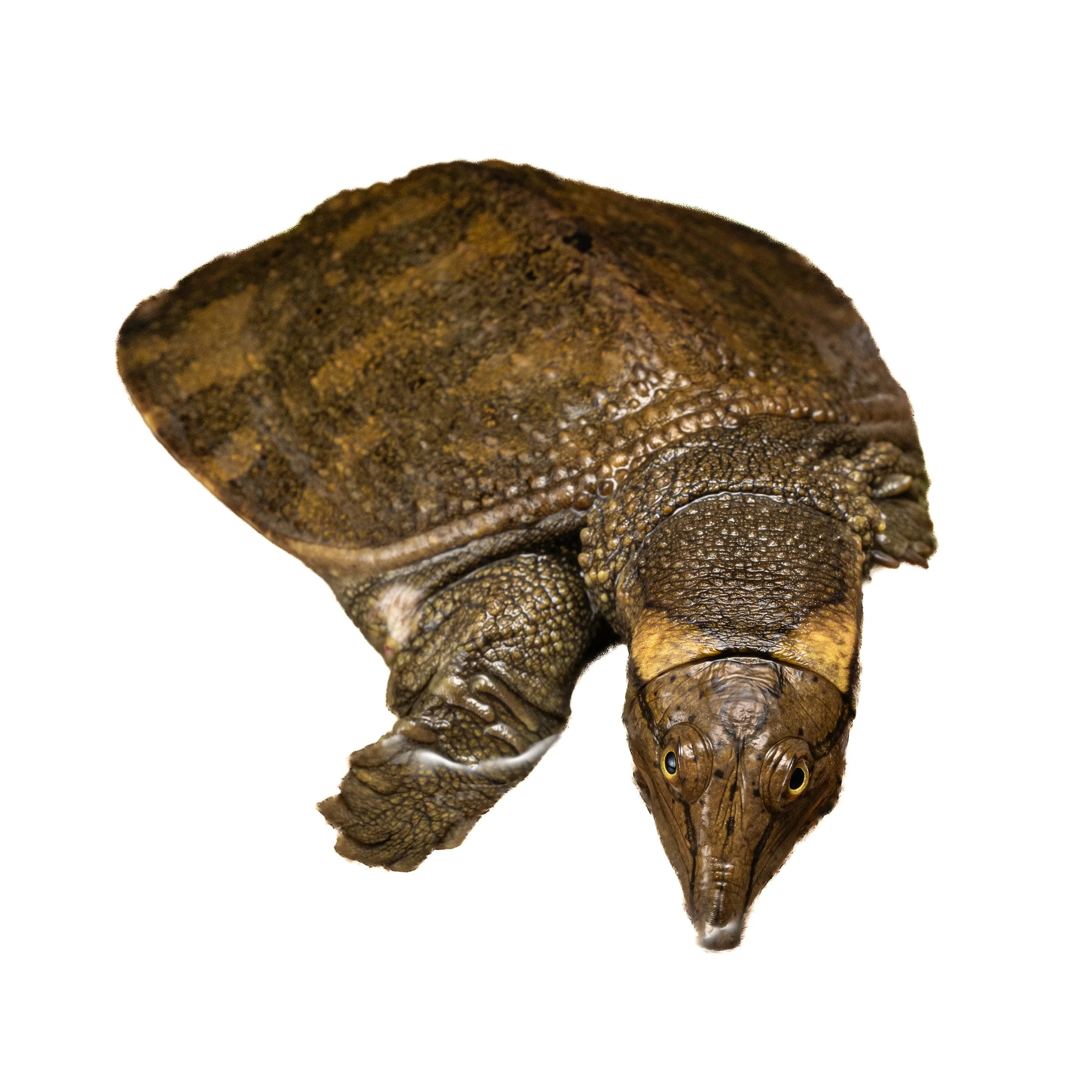 WATTLE-NECK SOFT SHELL