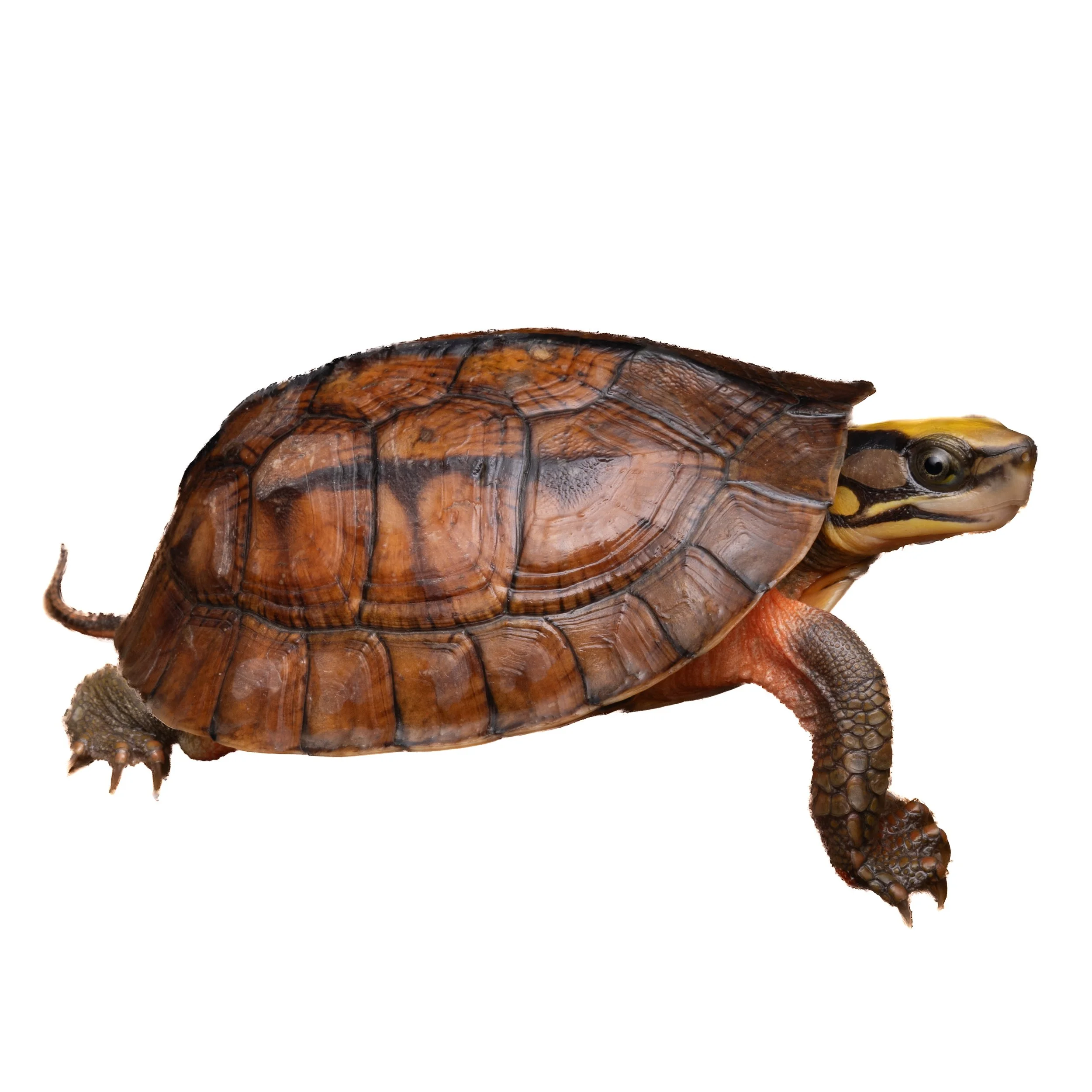 GOLDEN COIN TURTLE